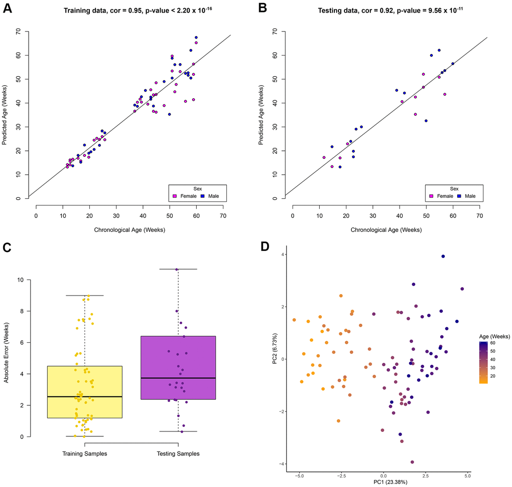Zebrafish age estimation from DNA methylation of 29 CpG sites. Performance of the model in the (A) training data set, (B) testing data set. Colour represents the sample sex in the correlation plots. (C) Boxplots show the absolute error rate in the training and testing data sets. (D) Unsupervised clustering of samples using the 29 CpG sites show separation based on age in the first principle component.