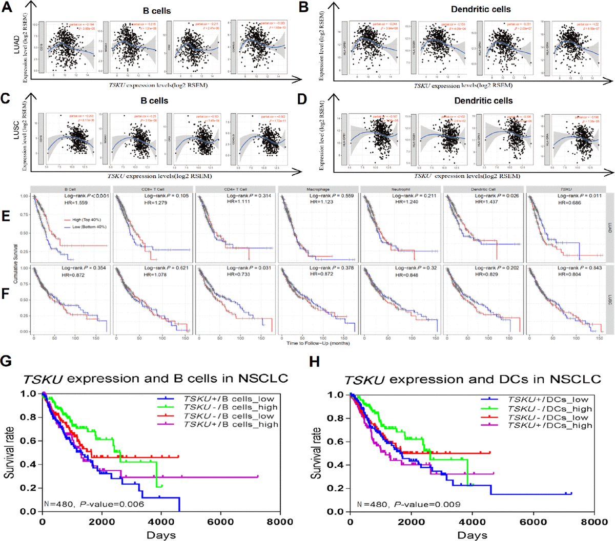 Tsukushi Is A Novel Prognostic Biomarker And Correlates With Tumor ...