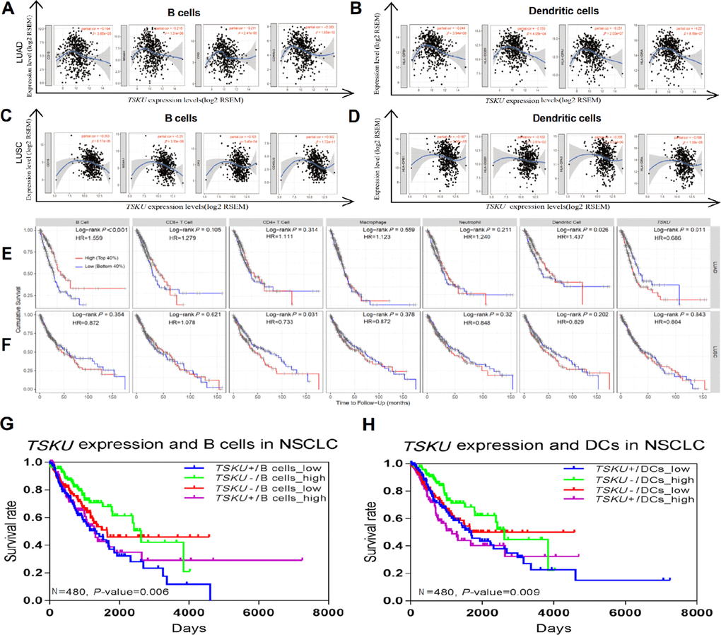 Correlations between TSKU expression and infiltrating B cell and DC levels in LUAD and LUSC. Gene markers include CD19, CD20, CD21, and CD40L for B cells; HLA-DPB1, HLA-DQB1, and HLA-DRA for dendritic cells. (A, B) Scatterplots of correlations between TSKU expression and gene markers of B cells (A) and DCs (B) in LUAD (N = 515). (C, D) Scatterplots of correlations between TSKU expression and gene markers of B cells (C) and DCs (D) in LUSC (N = 501). (E) Patients with low infiltrating levels of B cell and dendritic cell showed a poor survival in LUAD (B cell, N =496) (dendritic cell, N =501). (F) Patients with high infiltrating levels of CD4+ T cell showed a poor survival in LUSC (CD4+ T cell, N =492). (G) The survival of patients with high or low TSKU expression and high or low infiltrating B cell levels in NSCLC (N=480). (H) The survival of patients with high or low TSKU expression and high or low infiltrating DC levels in NSCLC (N=480). (The marked blue means high TSKU expression and low B cells (or DCs) infiltration (N=120); marked green means low TSKU expression and high B cells (or DCs) infiltration (N=120); marked red means low TSKU expression and low B cells (or DCs) infiltration (N=120); marked purple means high TSKU expression and high B cells (or DCs) infiltration (N=120)).