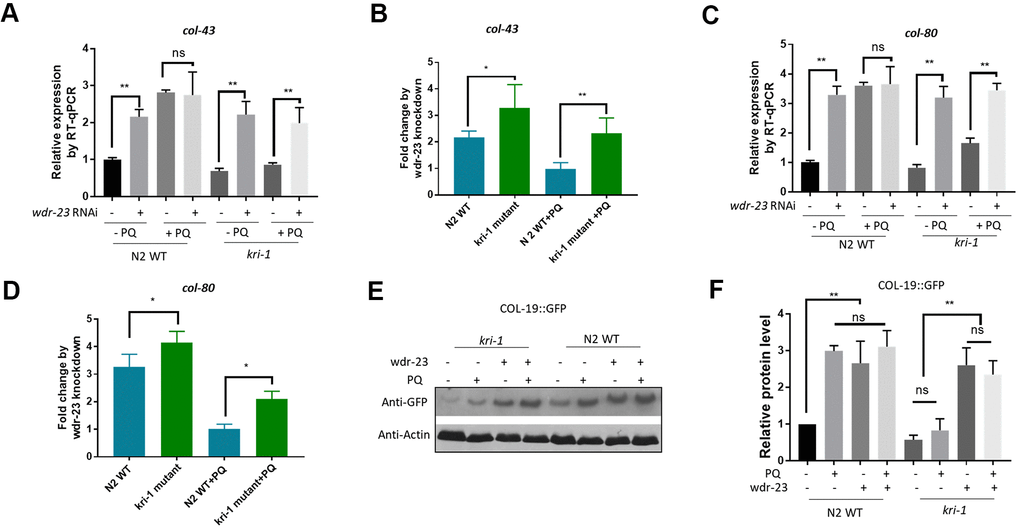 Hyperactivation of SKN-1 increases collagen gene transcription preferentially in kri-1 mutant worms. (A) Hyperactivation of SKN-1 by WDR-23 knockdown up-regulated col-43 transcription. WT C. elegans were fed control RNAi or wdr-23 RNAi bacteria on agar plate containing 75 μM paraquat (PQ) from L1 to day-1 of adulthood and total RNA was prepared for RT-qPCR analysis. Error bars indicate the standard deviation of 3 experiments. P values were obtained by two tailed, paired student’s t-test (**PB) SKN-1 hyperactivation up-regulated col-43 expression preferentially in kri-1 mutant. Data from (A) were shown in fold changes by wdr-23 RNAi knockdown. P values were obtained by two tailed, paired student’s t-test (*PC) wdr-23 knockdown up-regulated the transcription of collagen gene col-80. Experiments were conducted as in (A) except col-80 mRNA levels were examined. P values were obtained by two tailed, paired student’s t-test (** D) wdr-23 knockdown up-regulated col-80 transcription preferentially in kri-1 mutant. Data in (C) were shown in fold change by wdr-23 RNAi knockdown. P values were obtained by two tailed, paired student’s t-test (*PE) wdr-23 knockdown partially rescued the collagen transcription defect in kri-1 mutant. C. elegans WT and kri-1 mutant expressing COL-19::GFP were fed control RNAi or wdr-23 RNAi bacteria on agar plate containing 75 μM paraquat (PQ) from L1 to day-1 of adulthood and the total proteins were prepared for Western blot analysis. Actin serves as a loading control. (F) Quantification of 3 biological replicates of Western blot data as shown in (E). Signals on each blot were quantified with ImageJ and normalized to non-treated WT controls. Error bars indicate the standard deviation of 3 biological repeats. P values were obtained by two tailed, paired student’s t-test (**P