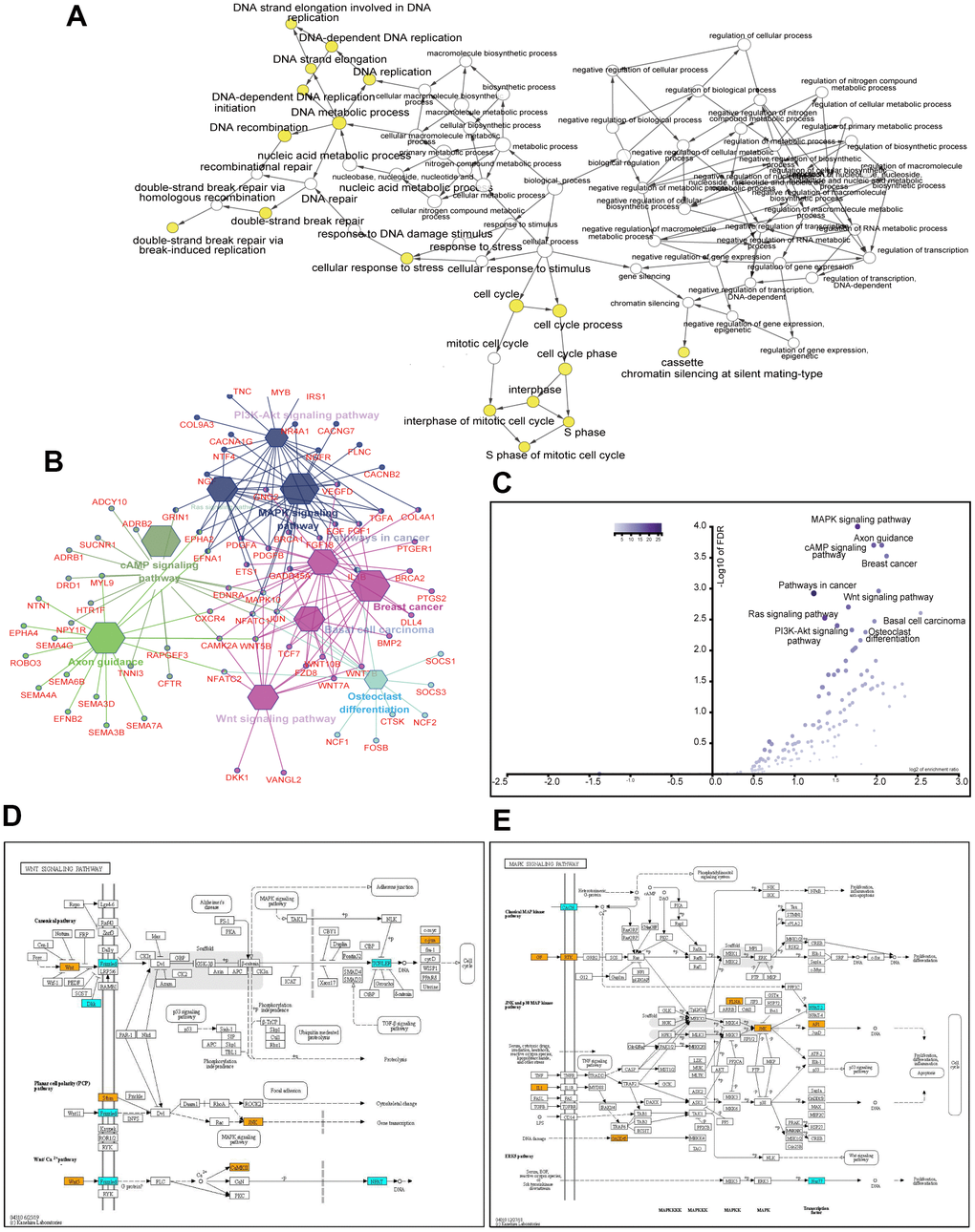 Analysis of 219 hub genes with degree ≥10. GO biological process analysis using the BinGo plug-in of Cytoscape (A). KEGG pathway analysis using the ClueGo plug-in of Cytoscape (B). Volcano plot of the enriched pathways with P values and enrichment scores (C). Altered genes in the Wnt signaling pathway (D). Altered genes in the MAPK signaling pathway (E). Orange and cyan rectangles indicate the upregulation and downregulation of genes, respectively, after the ACK1 gene knockdown. Only DEGs (fold change ≥2 and adjusted P value 
