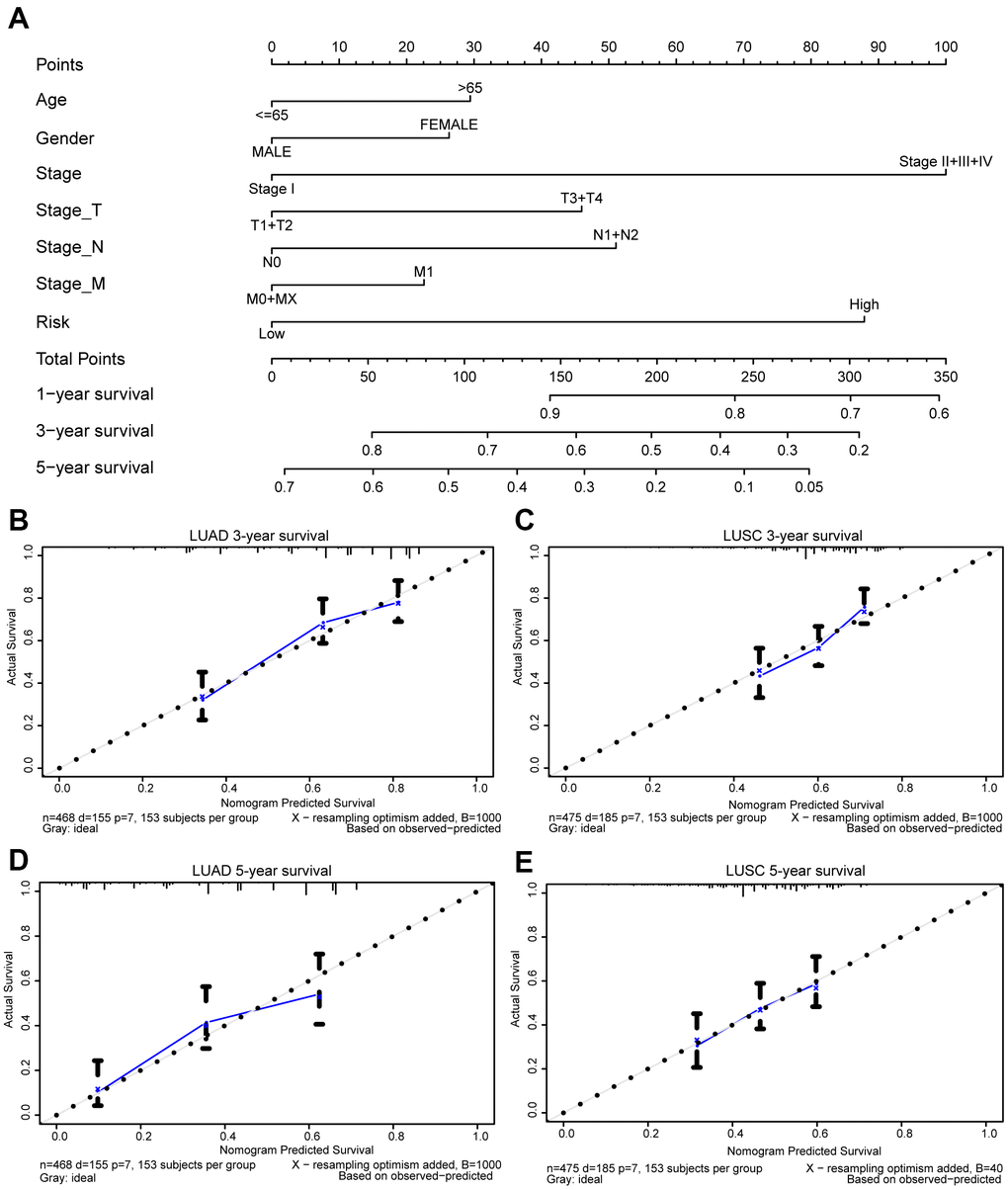 Prognostic nomogram for TCGA lung cancer cohorts. Nomogram for evaluating the survival probability of TCGA-LUAD patients (A). The calibration curves for predicting patient survival in TCGA-LUAD (B, D) and TCGA-LUSC (C, E). Overall survival (OS) derived from the nomogram is plotted on the x-axis, and actual OS is displayed on the y-axis. A plot approaching the 45° dashed line would show an ideal calibration model indicating the perfect concordance between the predicted probabilities and the actual survival.