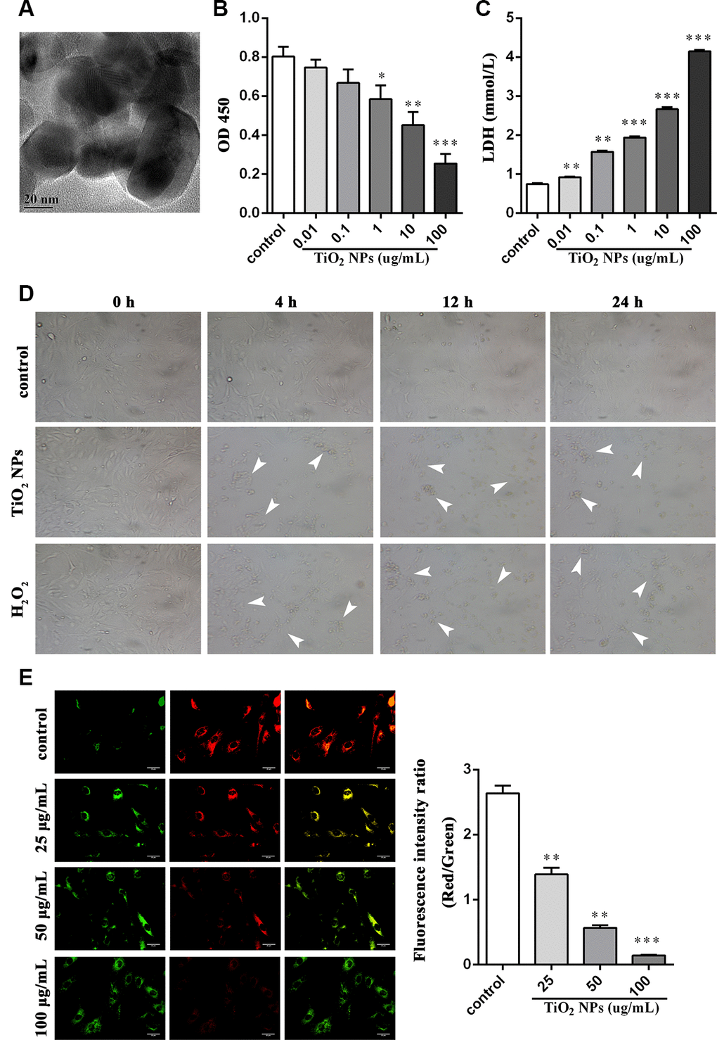 TiO2 NPs boosted cell damage of corneal endothelial cells. (A) Detection of shape and size of TiO2 NPs by TEM, bar = 20 nm. (B) Cell viability of TiO2 NPs-treated primary endothelial cells. (C) Measurement of LDH content in TiO2 NPs-treated primary endothelial cells. (D) Morphological analysis of TiO2 NPs-treated primary endothelial cells by inverted microscope, bar = 50 μm. (E) Mitochondrial membrane potential of TiO2 NPs-treated primary endothelial cells by using JC-1, bar = 30 μm. *P**P***P
