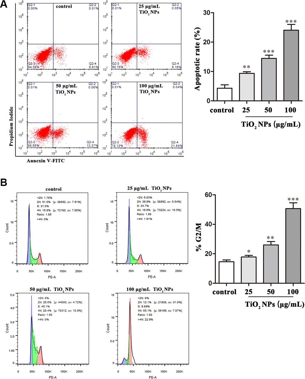 TiO2 NPs caused apoptosis and cell cycle arrest of corneal endothelial cells. Apoptosis analysis (A) and cell cycle analysis (B) of TiO2 NPs-treated primary corneal endothelial cells by using flow cytometry. *P**P***P