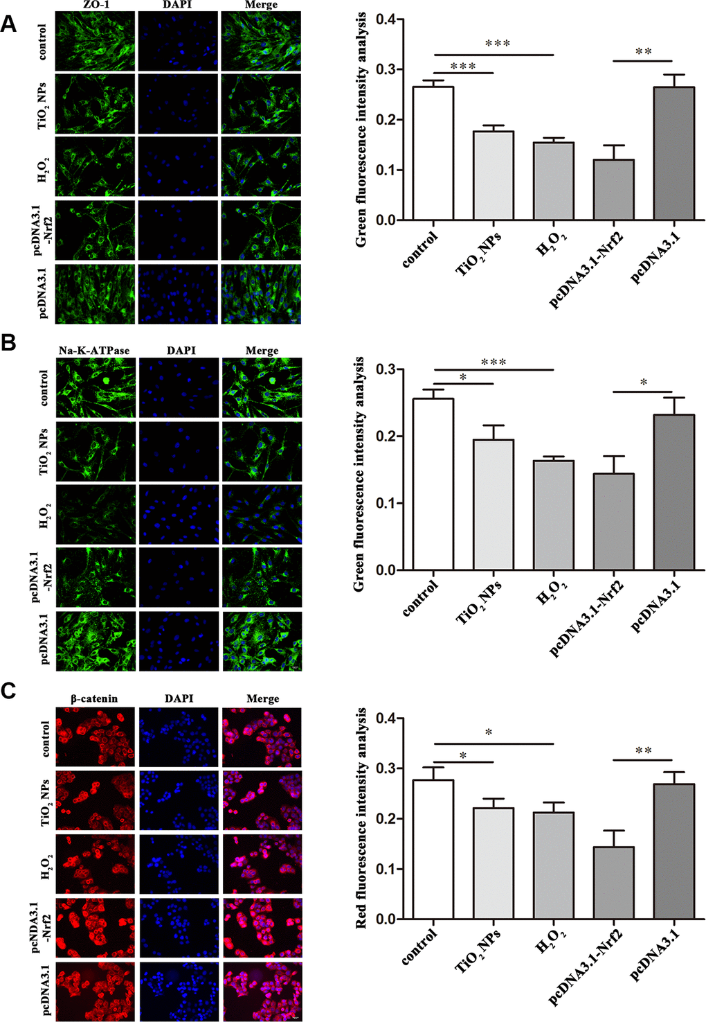Regulation of functional proteins by TiO2 NPs in corneal endothelial cells. Immunofluorescence analysis of the expression of ZO-1 (A), Na-K-ATPase (B) and β-catenin (C) in primary corneal endothelial cells with TiO2 NPs treatment, H2O2 treatment or Nrf2 overexpression. bar = 20 μm. *P