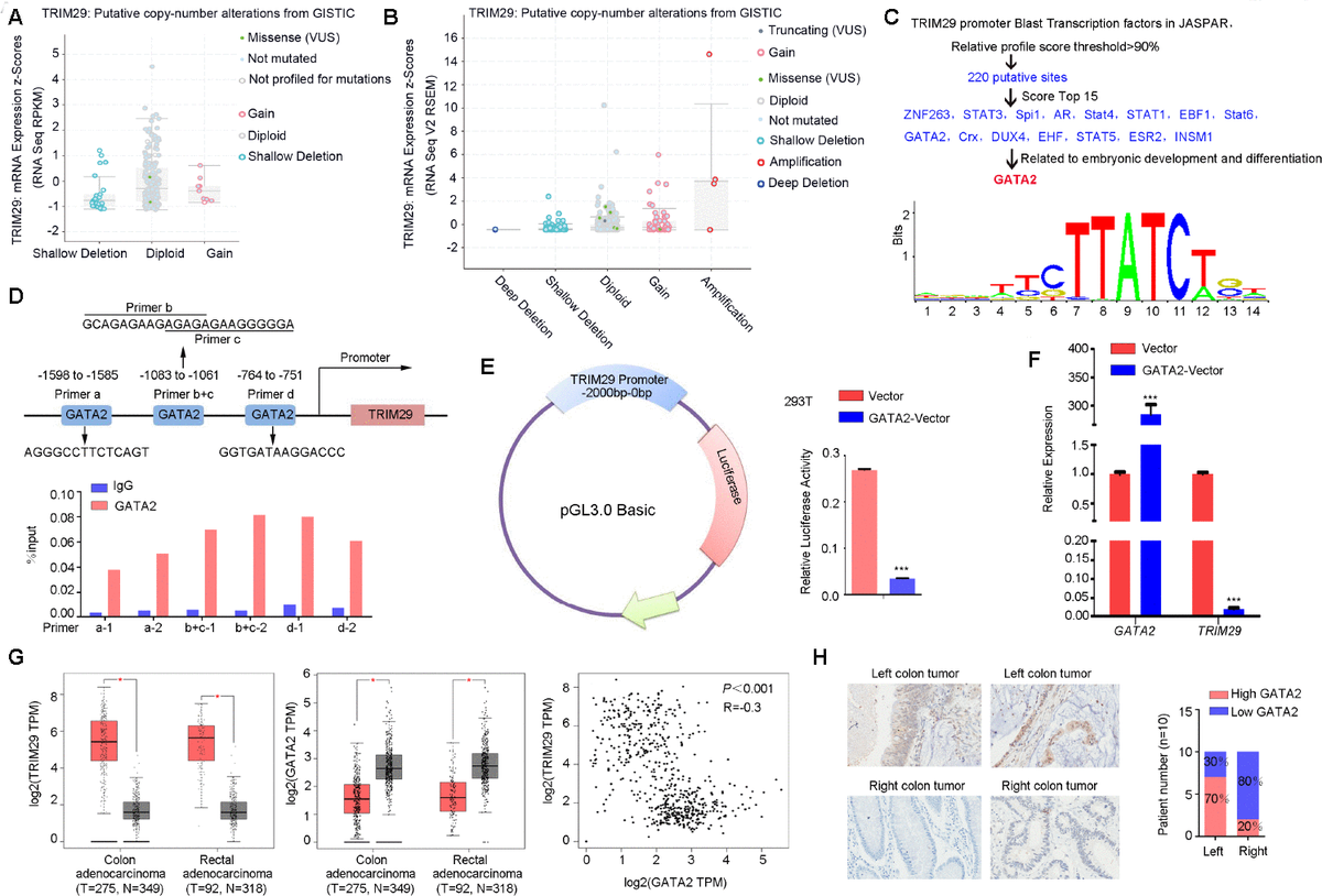 Transcriptional Dysregulation Of TRIM29 Promotes Colorectal Cancer ...