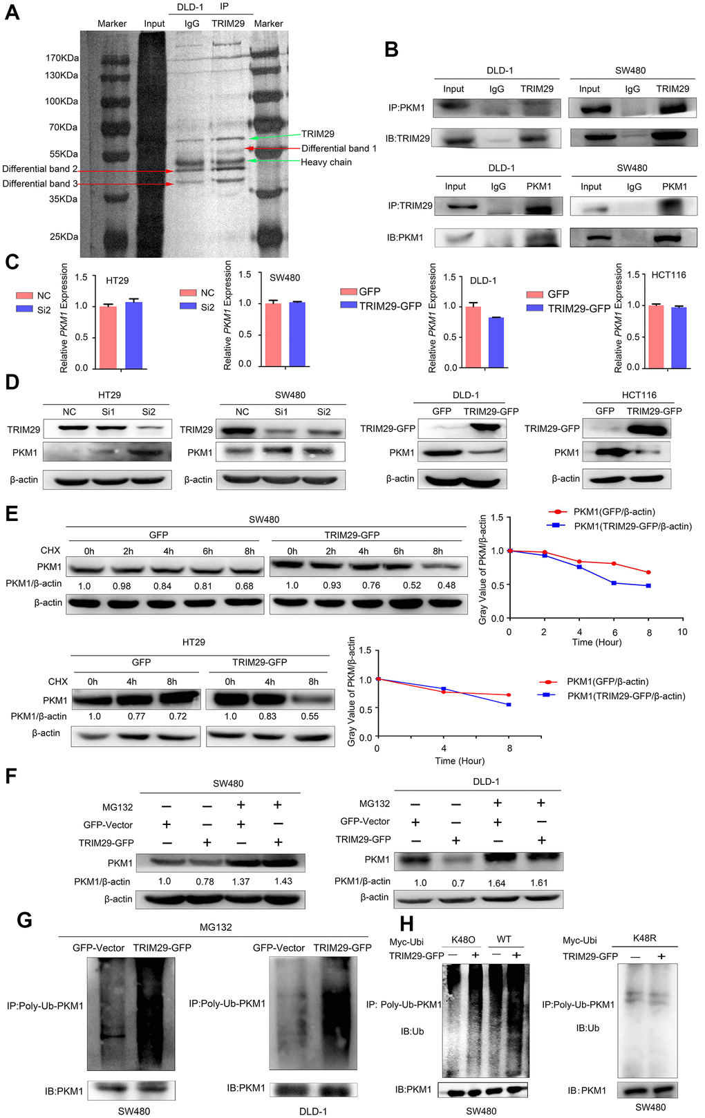 TRIM29 negatively regulates PKM1 by promoting its degradation via ubiquitination. (A) A coimmunoprecipitation (Co-IP) assay was performed to identify the proteins in DLD-1 cells that interact with TRIM29. (B) The Co-IP experiments showed that TRIM29 interacted with PKM1 in DLD-1 and SW480 cell lines. (C, D) qPCR and Western blotting were used to measure the mRNA and protein expression levels of PKM1 after overexpressing and knocking down TRIM29. (E) Cells were transfected with vector and TRIM29 plasmid and followed by 100 μM cycloheximide (CHX). The expression levels of PKM1 were examined by Western blotting every 2 h in SW480 cells and every 4 h in DLD-1 cells. The degradation rate of PKM1 is shown in the right chart. (F–G) Cells were transfected with vector or TRIM29 plasmid for 36 h and treated with 10 μM MG132 (a proteasome inhibitor) for an additional 12 h. (F) PKM1 protein levels were examined in SW480 and DLD-1 cells. (G) Co-IP assays were performed. The levels of polyubiquitinated (Poly-Ub) PKM1 proteins was examined by Western blot with anti-ubiquitin antibody in SW480 and DLD-1 cells. (H) The levels of wild type, K48O and K48R polyubiquitinated (Poly-Ub) PKM1 proteins was examined by Western blot with anti-ubiquitin antibody in SW480 cells. The statistical analysis was performed using Kendal’s tau-b test. *P P P 