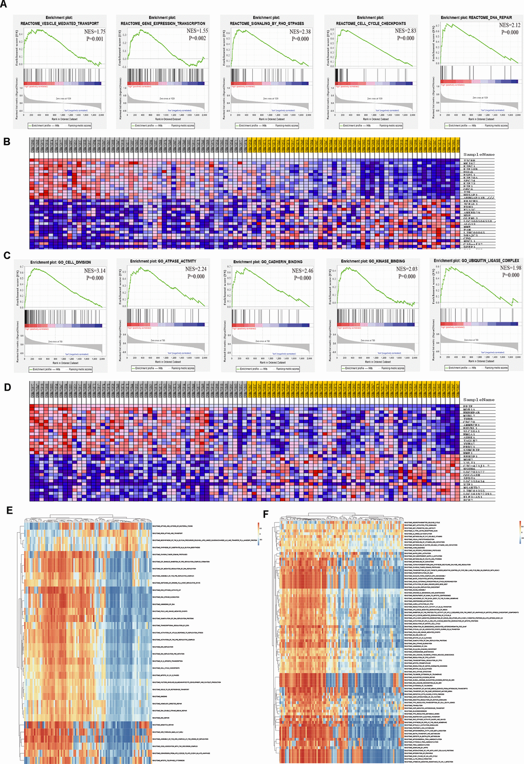 Significant TICRR and PPIF-related genes and pathways in EC obtained by GSEA and GSVA. (A) The most involved pathways in high-expression group of TICRR obtained by GSEA analysis. (B) Transcriptional expression profiles of the significant genes were shown in a heat map. (C) The most common functional gene sets in high-expression group of PPIF by GSEA. (D) Transcriptional expression profiles of the significant genes related with PPIF were shown in a heat map. (E, F) GSVA-derived clustering heatmaps of differential pathways for TICRR and PPIF, respectively.