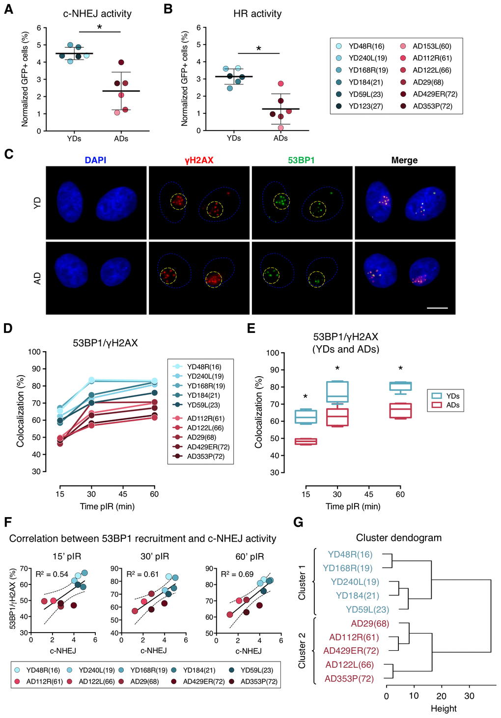 Decreased efficiency of DNA–DSB repair and deficient recruitment of 53BP1 in aged donor cells. (A, B) Normalized frequency of GFP-positive cells after co-transfection with pimEJ5GFP (A) or pDRGFP (B) and the I-SceI expressing plasmids. Mean and SD are indicated (* p t-test). (C) Immunofluorescent labeling of cell nuclei (DAPI, blue), γH2AX (Cy3, red) and 53BP1 (A488, green). γH2AX and 53BP1 foci were scored within the irradiated pore area (yellow dotted lines). Scale bar = 10 μm. (D, E) Percentage of 53BP1/γH2AX foci colocalization for five young and five aged donors (D) and summary values for each age group (E). Boxes include data from the upper to the lower quartile and whiskers compile minimum to maximum values (* p n is stated in Supplemental Table 2; two-way ANOVA + Bonferroni). (F) Correlation between c-NHEJ efficiency and 53BP1/γH2AX foci colocalization. Best-fit line, 95% confidence bands (dotted lines) and Pearson’s correlation coefficient (R2) are indicated (p G) Hierarchical clustering of the ten donors according to the percentage of 53BP1/γH2AX foci colocalization.