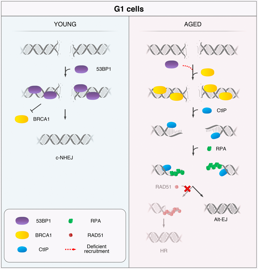 Model for the age-related shift in the DSB repair pathway choice in G1 cells. In response to DSB induction, 53BP1 is recruited to the break site in G1 cells from YDs and promotes repair by canonical non-homologous end-joining (c-NHEJ). Instead, in G1 AD cells, the deficient recruitment of 53BP1 permits the ectopic recruitment of BRCA1 to some DSBs, followed by CtIP-mediated DNA-end resection and RPA coating of the ssDNA. However, RAD51 loading is inhibited in these G1 cells and homologous recombination (HR) cannot be launched. Thus, DSBs from ADs that have suffered DNA-end resection in G1 become substrates for alternative DSB repair mechanisms, such as the alternative end-joining (Alt-EJ).