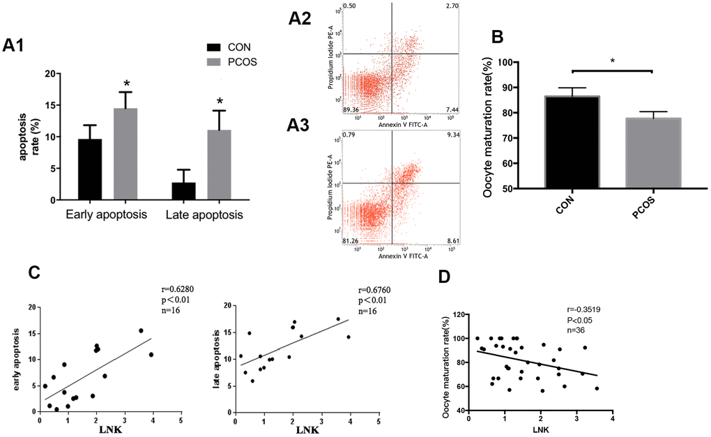 Granulosa cell apoptosis and oocyte maturation rate in PCOS and control group. (A1) Comparison of early and late apoptosis rate of granulosa cells in PCOS and control group by Annexin V FITC-A flow cytometry analysis. Results are mean±SD.*p A2, A3) Examples of the Annexin V FITC-A flow cytometry analysis results of control group (A2) and PCOS group (A3). n=8 for each group. (B) PCOS patients had a lower oocyte maturation rate (number of mature oocytes/total retrieved oocytes) than control group. Results are mean±SEM. *p C) Pearson correlation analysis showed a positive correlation between LNK (relative mRNA level, fold of GAPDH) and apoptosis. (D) LNK (relative mRNA level, fold of GAPDH) was negatively correlated with oocyte maturation rate.