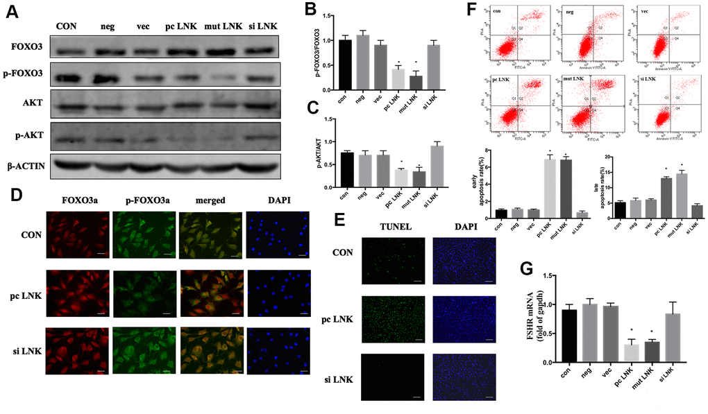 Overexpression of LNK impairs insulin signaling and induces apoptosis of granulosa cells. (A) Representative western blots of phosphorylated or total FOXO3 and AKT in LNK overexpression and silence granulosa cells. Ovarian granulosa cells were transfected for 48 hours and then starved for 12 hours with 1% FBS culture medium. After that, 100 nM insulin was added to the culture medium for 30 minutes, then cells were harvested for subsequent experiments. (B, C) Densitometry analysis of phosphorylation of AKT and FOXO3 in granulosa cells. The levels of phosphorylated AKT/AKT and phosphorylated FOXO3/FOXO3 were inhibited by overexpression of LNK in KGN cells. Results are mean±SD. *p D) Immunofluorescence: pc LNK: FOXO3 dephosphorylated and its expression was increased in the nucleus. siLNK: FOXO3 was mainly expressed in the cytoplasm. Scale bar, 20μm. (E) Apoptosis detection of KGN was analyzed by TUNEL staining. Scale bar, 200μm. (F) Comparison of early and late apoptosis rate of KGN cells by Annexin V FITC-A flow cytometry analysis. Values are shown as means±SD, n=3, *pG) Comparison of FSHR. The KGN cells were transfected for 48 hours, then cells were harvested for RNA extraction. Values are shown as means ± SD, n=3, *p