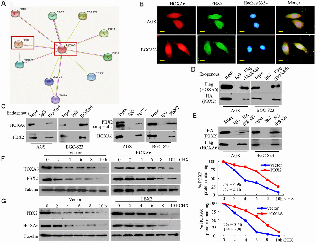HOXA6 physically interacts with PBX2 in GC cells. (A) HOXA6-related protein-protein interaction (PPI) network from the STRING database. (B) Confocal microscopy detected the interaction of HOXA6 and PBX2 in GC AGS and BCG-823 cells. HOXA6 and PBX2 colocalization was observed in the nuclear, perinuclear and cytoplasmic regions of both cell lines. (C) To conduct immunoprecipitation with anti-HOXA6 (PBX2) antibody, either normal mouse IgG (nmIgG) or anti-HOXA6 (PBX2) was immunoprecipitated from whole-cell lysate antibody, followed by western blotting with anti-PBX2 (HOXA6) antibody. (D) HOXA6-Flag was co-transfected with PBX2-HA into AGS and BCG-823 cells. Whole-cell extracts were immunoprecipitated with an anti-Flag antibody and blotted with an anti-HA antibody. (E) PBX2-HA was co-transfected with HOXA6-Flag into AGS and BCG-823 cells. Anti-HA antibody was performed with immunoprecipitation, and pre-immune normal mouse immunoglobulin G (nm IgG) was designated as a reference control. Western blot analysis was used for anti-Flag antibody. (F, G) Regulation of PBX2 (HOXA6) protein stability by HOXA6 (PBX2). 50 μg/mL cycloheximide (CHX) was added to vector-transfected AGS cells overexpressing HOXA6 (PBX2) after the start of the experiment. The cells were harvested at the indicated times and lysates were prepared after the addition of cycloheximide. Western blotting was used to perform. Scale bars in B represent 25 μm.
