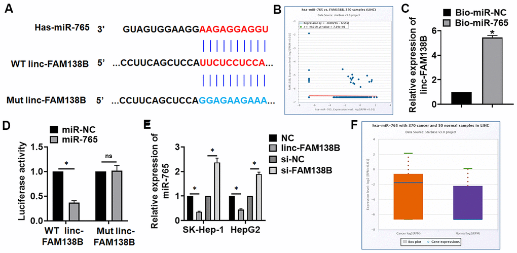 Linc-FAM138B acted as a sponge of miR-765. (A) MiRanda database showing the binding sites of miR-765 with linc-FAM138B, and the mutant sequence of linc-FAM138B. (B) StarBase showed a negative correlation between linc-FAM138B and miR-765 in HCC. (C) Biotinylated miR-765 or NC was transfected into HepG2 cells, and qRT-PCR was performed to detect the enrichment of linc-FAM138B. (D) Wild type and mutant linc-FAM138B was transfected into HEK293 cells with miR-765 or miR-NC, and luciferase assay was to evaluate the binding between miR-765 and linc-FAM138B. (E) SK-HEP-1 and HepG2 cells were transfected with linc-FAM138B plasmid or si-linc-FAM138B or its NC, the mRNA level of miR-765 was detected using qRT-PCR. (F) The expression of miR-765 was identified in HCC patients using database. Data are mean ± SD; *P 
