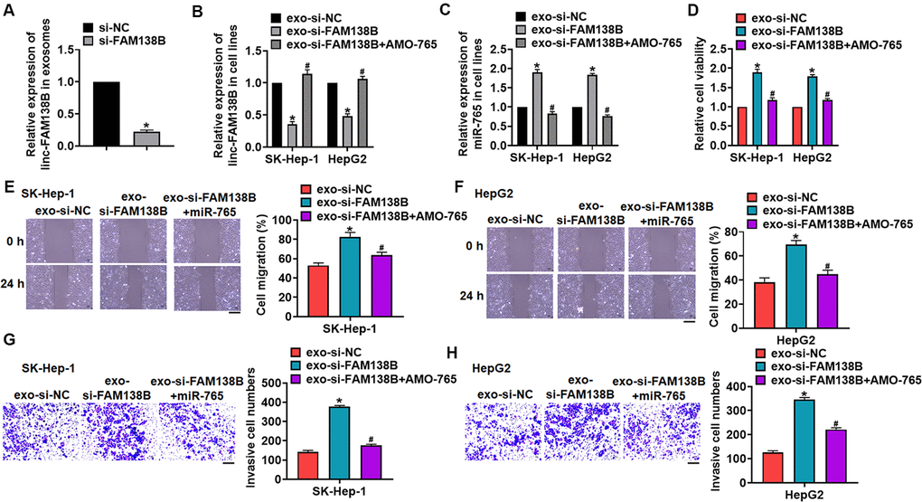 Exo-si-FAM138B promoted HCC growth by promoting miR-765. (A) Cancer cells was transfected with si-FAM138B or NC, and exosomes were isolated. The expression of linc-FAM138B in exosomes was determined. SK-HEP-1 and HepG2 cells were incubated with isolated exosomes, and then were transfected with AMO-765 or AMO-NC. (B) The expression of linc-FAM138B in SK-HEP-1 and HepG2 cells was evaluated. (C) The level of miR-765 in SK-HEP-1 and HepG2 cells was detected. (D). MTT assay for cell proliferation of SK-HEP-1 and HepG2 cells. (E, F). Wound healing assay for cell migration of SK-HEP-1 and HepG2 cells. Scale bar, 60 μm. (G, H). Transwell assay for cell invasion of SK-HEP-1 and HepG2 cells. Scale bar, 60 μm. Data are mean ± SD; *P 