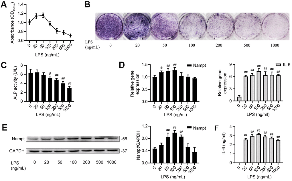 LPS induced IL-6 secretion and upregulated Nampt expression in MC3T3-E1 cells. (A) CCK-8 results showing that cell proliferation was inhibited when the LPS concentration was above 100 ng/mL. (B) ALP staining and (C) Measurement of ALP activity showing that ALP was decreased on the 7th day after LPS treatment. On day 3 of LPS treatment, (D) Real-time PCR analysis of Nampt and IL-6 mRNA expression normalized to β-actin. (E) Western blot results showing the protein level of Nampt. (F) IL-6 was induced by LPS at varying concentrations, as measured by ELISA. The data are expressed as the mean ± SD. #, pp