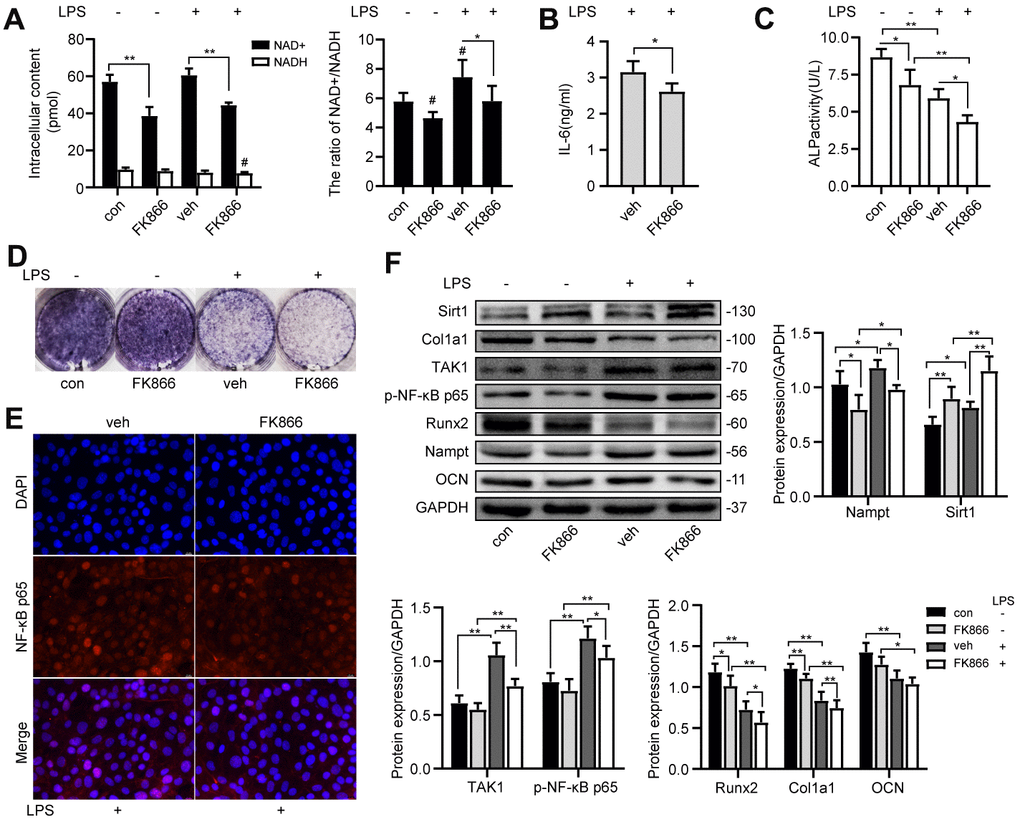 FK866, a Nampt inhibitor, inhibited IL-6 induced inflammation and osteogenic differentiation. After treatment with 1 nM FK866 and 100 ng/mL LPS for 3 days, (A) NAD+/NADH analysis showing intracellular content of NAD+ and NADH, and their ratio. (B) ELISA result showing the IL-6 levels. (E) The nuclear translocation of NF-κB p65 was measured by fluorescence immunocytochemistry (200×). Red, NF-κB p65; blue, DAPI. On the 7th d of culture, (C) Measurement of ALP activity and (D) ALP staining showing that ALP was decreased after treatment with FK866. (F) Western blot results showing the protein expression of Nampt, Sirt1, TAK1, p-NF-κB p65, Runx2, Col1a1 and OCN. The data are expressed as the mean ± SD. *, ppp