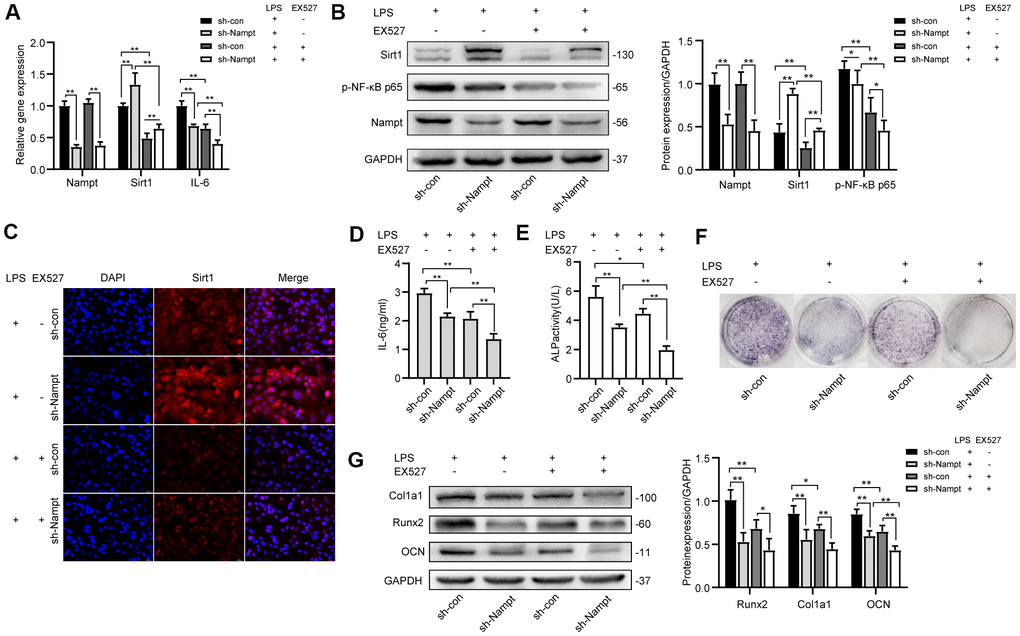 EX527, a selective Sirt1 inhibitor, decreased LPS-induced IL-6 secretion and osteogenic differentiation after LPS treatment. After treatment for 3 days, (A) Real-time PCR analysis showing the mRNA expression of Nampt, Sirt1, and IL-6 normalized to β-actin. (B) Western blot analysis showing the protein expression of Nampt, Sirt1, and p-NF-κB p65. (C) The expression of Sirt1 was measured by fluorescence immunocytochemistry (200×). Red, Sirt1; blue, DAPI. (D) ELISA results showing the IL-6 levels. After EX527 was applied for 7 days, (E) ALP staining and (F) Measurement of ALP activity were decreased. (G) Western blot analysis showing the protein expression of Runx2, Col1a1 and OCN. The data are expressed as the mean ± SD. *, pp