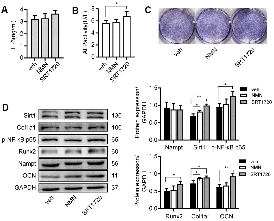 NMN and SRT 1720 promoted osteogenic differentiation after LPS treatment. Cells were cultured in 100 μM NMN or 5 μM SRT 1720 with 100 ng/mL LPS for 7 days. (A) ELISA results showing the IL-6 levels. (B) ALP activity and (C) ALP staining were increased after incubation with SRT 1720. (D) Western blot results showing the protein expression of Nampt, Sirt1, p-NF-κB p65, Runx2, Col1a1 and OCN. The data are expressed as the mean ± SD. *, pp