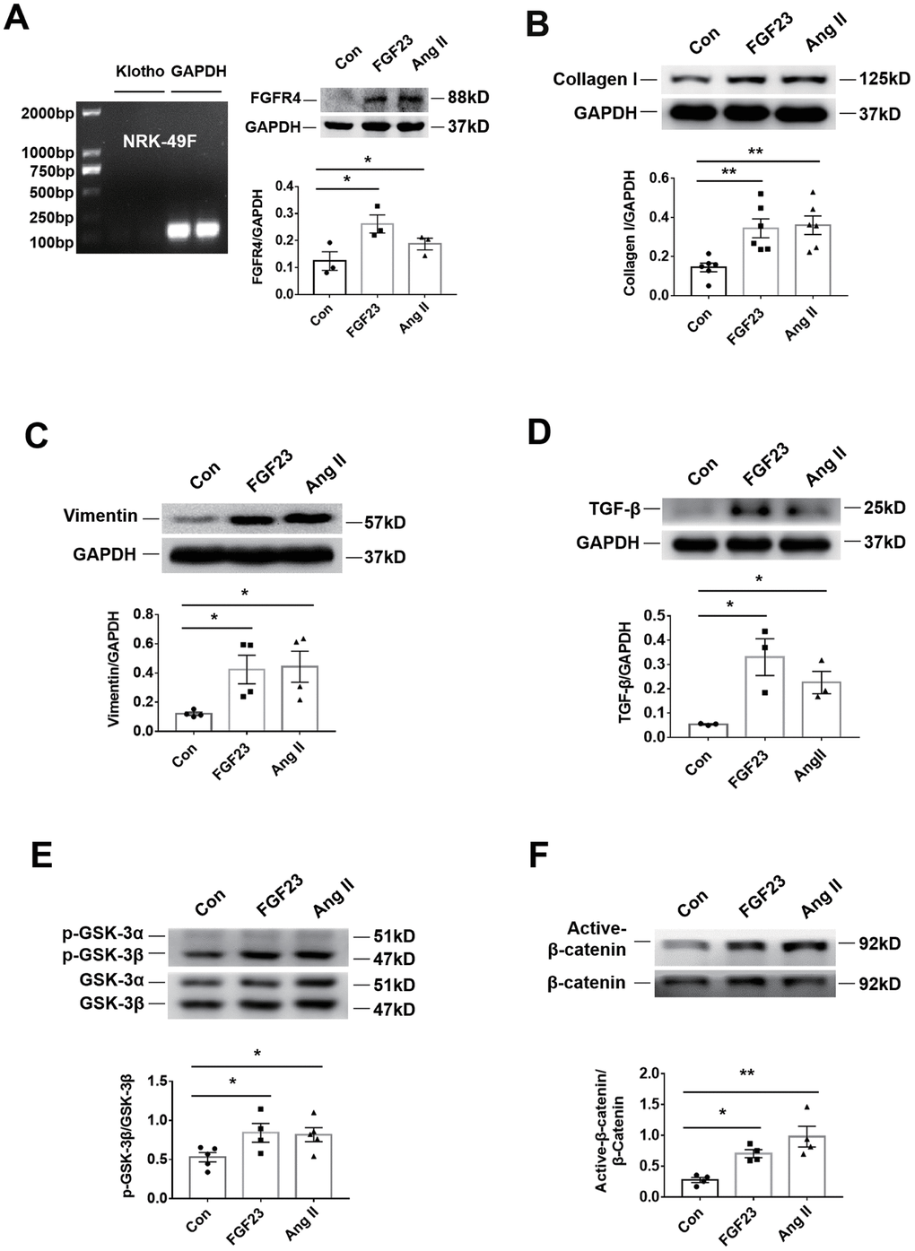 Recombinant FGF23 promotes activation of fibrosis-related signaling pathways in NRK-49F cultured kidney fibroblasts. (A) Expression of Klotho mRNA was not detected. Western blotting showed that FGFR4 protein expression was upregulated by treatment with recombinant FGF23 (100 ng/mL) or angiotensin II (Ang II, 1 μM). (B) Western blot of collagen I. (C) Western blot of vimentin. (D) Western blot of TGF-β. (E) Western blot of p-GSK-3β. (F) Western blot of active-β-catenin. Con, control; FGF23, fibroblast growth factor 23; Ang II, angiotensin II. *P **P 