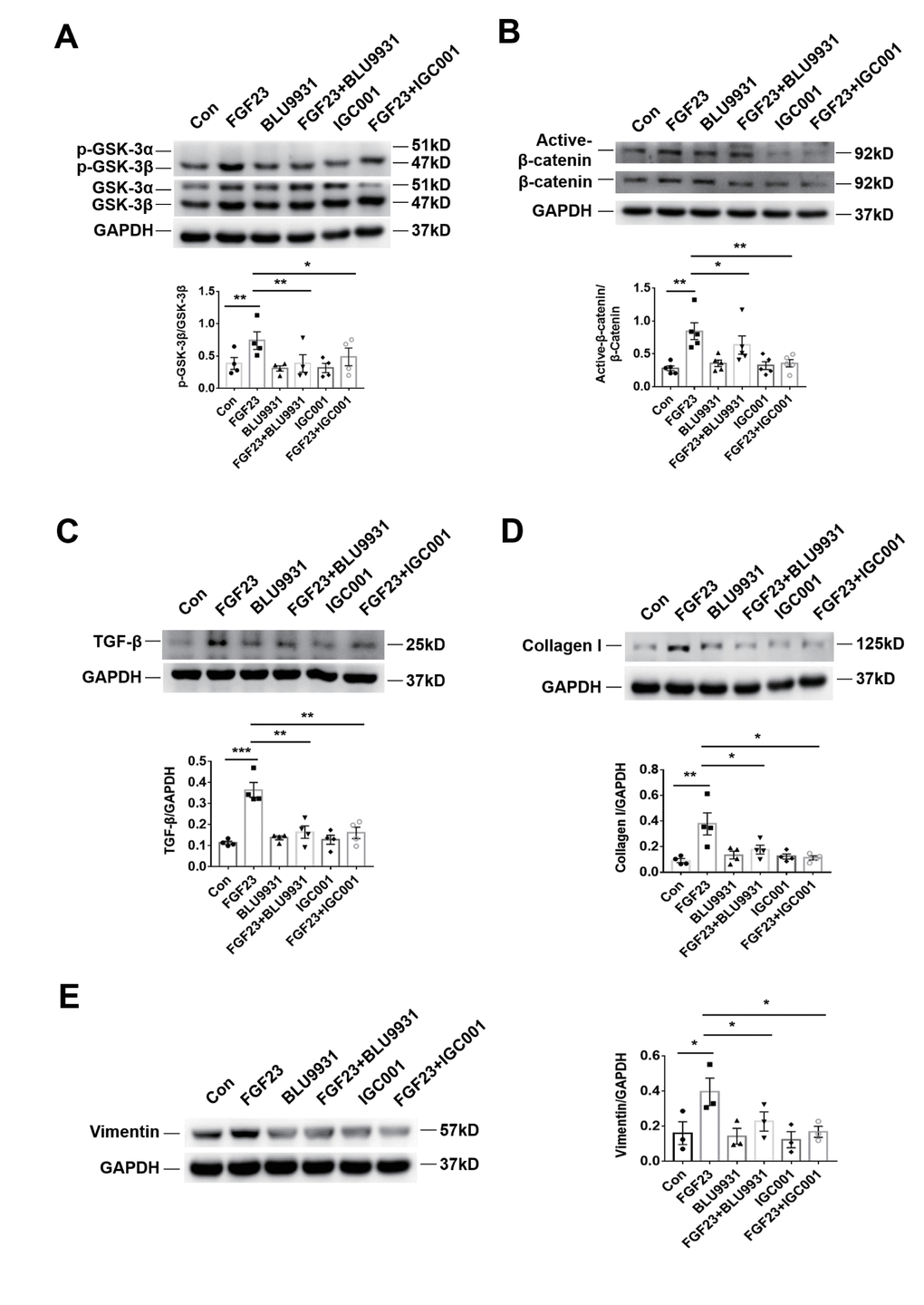 Profibrotic effect of FGF23 can be inhibited by treatment with FGFR4 inhibitor BLU9931 or β-catenin inhibitor IGC001. (A) Western blot of p-GSK-3β. (B) Western blot of active-β-catenin. (C) Western blot of TGF-β. (D) Western blot of collagen I. These representative blots were performed in the same gel as (A), so that both panels shared the same loading controls. (E) Western blot of vimentin. BLU9931, 100 nM; IGC001, 5 μM. *P **P 