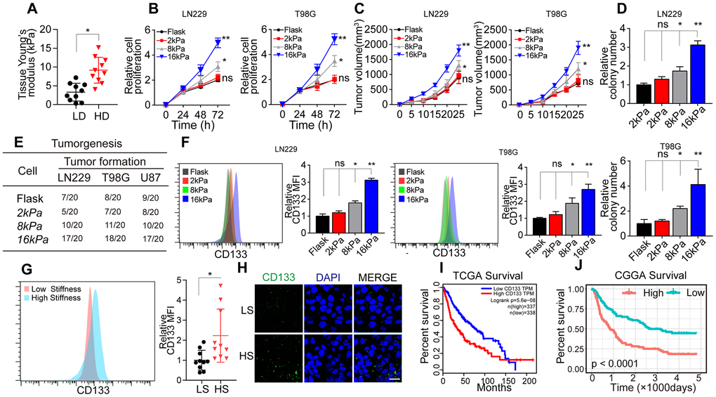 Greater matrix stiffness promoted stemness in glioma. (A) Tissue stiffness of tumors derived from the high-degree/malignant (HD) and low-degree/innocent (LD) groups. (B) The relative proliferation of LN229 or T98G cells pre-cultured on gels of different stiffness levels was detected at various time points. (C) Tumor volumes of mice injected with LN229 or T98G cells pre-cultured on gels of different stiffness levels. (D) The relative number of cell colonies formed by LN229 or T98G cells pre-cultured on gels of different stiffness levels was detected at various time points. (E) Tumorigenesis of mice subcutaneously injected with 104 LN229 or T98G cells pre-cultured on gels of different stiffness levels. (F) Flow cytometry analysis of CD133 expression in LN229 or T98G cells cultured on gels of different stiffness levels. (G) Flow cytometry analysis of CD133 expression in tissues derived from the HS and LS groups. (H) Immunofluorescence analysis of CD133 expression in tissues derived from the HS and LS groups. Scale bar, 50 μm. (I) Kaplan-Meier analysis of CD133 mRNA expression in patients from The Cancer Genome Atlas database (N=675). (J) Kaplan-Meier analysis of CD133 mRNA expression in patients from the Chinese Glioma Genome Atlas database (N=325). *P 