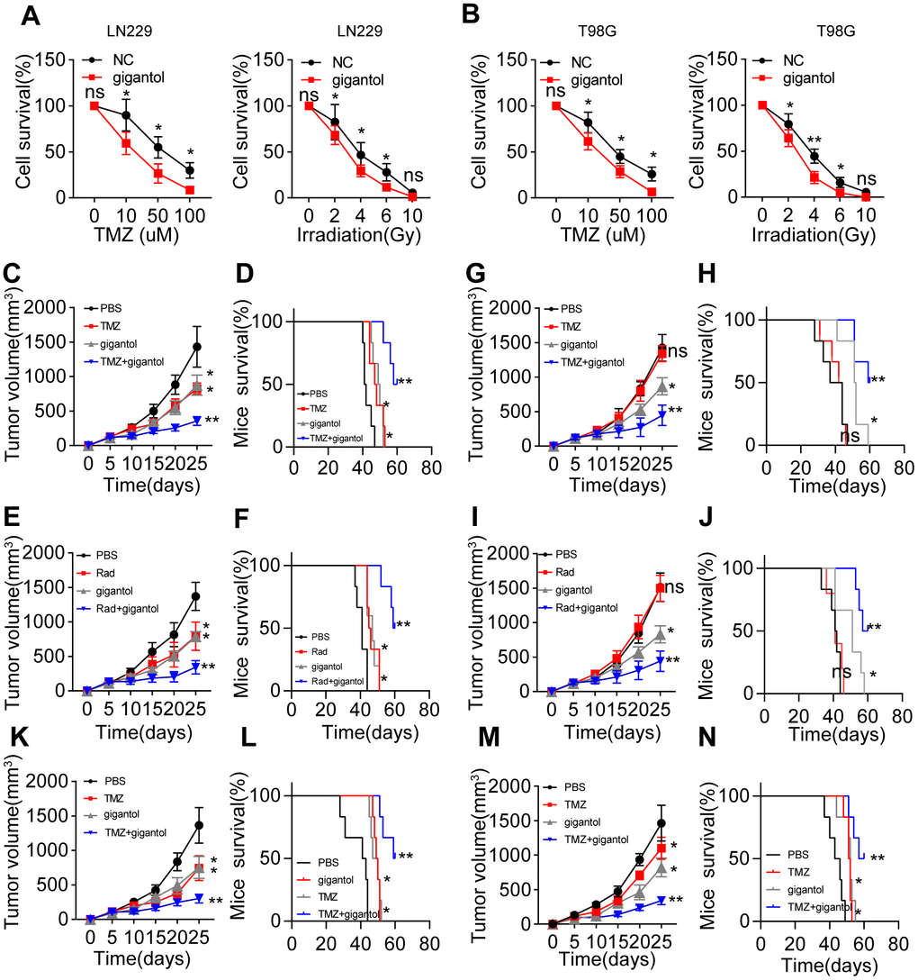 Suppressing Wnt/β-catenin signaling enhanced the anticancer effects of chemotherapy and radiotherapy. (A) Left: Survival of LN229 cells treated with different concentrations of temozolomide (TMZ; 0, 10, 50 or 100 mM) combined with PBS or gigantol (100 μM) on 16-kPa stiffness gels for 48 hours. Right: Survival of LN229 cells treated with different doses of radiotherapy (0, 2, 4, 6 or 10 Gy) combined with PBS or gigantol (100 μM) on 16-kPa stiffness gels. (B) Left: Survival of T98G cells treated with different concentrations of TMZ (0, 10, 50 or 100 mM) combined with PBS or gigantol on 16-kPa stiffness gels for 48 hours. Right: Survival of T98G cells treated with different doses of radiotherapy (0, 2, 4, 6 or 10 Gy) combined with PBS or gigantol (100 μM) on 16-kPa stiffness gels. (C, D) Tumor volumes (C) and survival (D) were analyzed at various time points in LN229-bearing mice treated with PBS, TMZ (10 mg/kg), gigantol (10 mg/kg) or TMZ (10 mg/kg) combined with gigantol (10 mg/kg). (E, F) Tumor volumes (E) and survival (F) were analyzed at various time points in LN229-bearing mice treated with PBS, radiotherapy (10 Gy), gigantol (10 mg/kg) or radiotherapy (10 Gy) combined with gigantol (10 mg/kg). (G, H) Tumor volumes (G) and survival (H) were analyzed at various time points in mice injected with LN229 cells that had been cultured on 16-kPa stiffness gels and treated with PBS, TMZ (10 mg/kg), gigantol (10 mg/kg) or TMZ (10 mg/kg) combined with gigantol (10 mg/kg). (I, J) Tumor volumes (I) and survival (J) were analyzed at various time points in mice injected with LN229 cells that had been cultured on 16-kPa stiffness gels and treated with PBS, radiotherapy (10 Gy), gigantol (10 mg/kg) or radiotherapy (10 Gy) combined with gigantol (10 mg/kg). (K, L) Tumor volumes (K) and survival (L) were analyzed at various time points in T98G-bearing mice treated with PBS, TMZ (10 mg/kg), gigantol (10 mg/kg) or TMZ (10 mg/kg) combined with gigantol (10 mg/kg). (M, N) Tumor volumes (M) and survival (N) were analyzed at various time points in U87-bearing mice treated with PBS, TMZ (10 mg/kg), gigantol (10 mg/kg) or TMZ (10 mg/kg) combined with gigantol (10 mg/kg). *P 