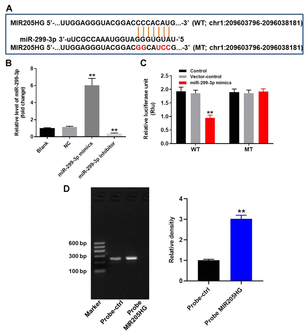 MIR205HG directly binds to miR-299-3p. (A) The predicted target binding site for miR-299-3p in the 3'UTR of lncRNA MIR205HG based on the miRDB and starBase database analysis. (B) Dual luciferase reporter assay results show the luciferase activity in A375 cells co-transfected with plasmid containing wild-type (WT) or mutant (MT) MIR205HG 3′-UTR and miR-299-3p. (C) QRT-PCR analysis shows miR-299-3p in A375 cells transfected with miR-299-3p mimics or inhibitor for 24 h and the corresponding control A375 cells. (D) RNA pulldown assay results show the miR-299-3p levels associated with the biotinylated MIR205HG and control probes. Note: All experiments were performed thrice. **P