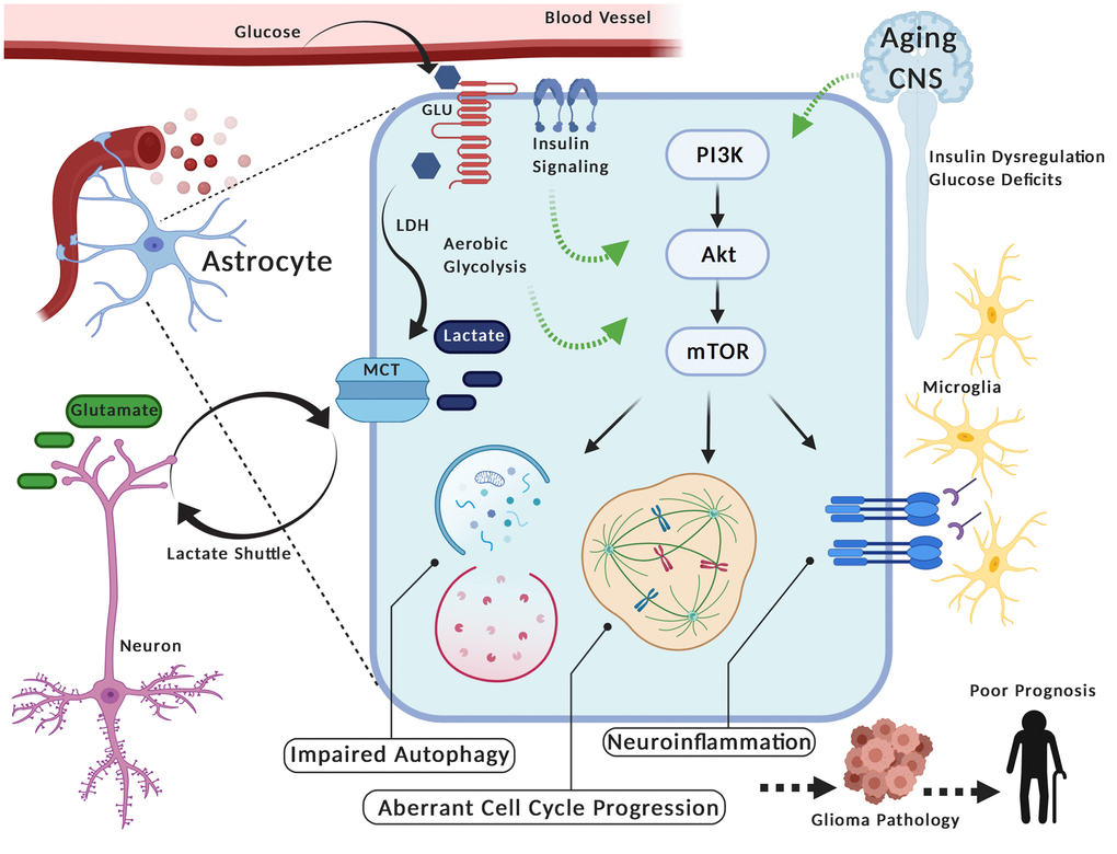 PAM (PIK3/AKT/mTOR) Signaling in glia during aging may contribute to glioma pathology. Astrocytes take up glucose, convert it to lactate (i.e. aerobic glycolysis) via lactate dehydrogenase (LDH) and transport it via monocarboxylate transporters (MCT) to neurons (i.e. Lactate Shuttle) where it serves as an energy substrate. These glia can alter their metabolism and also re-uptake glutamate in response to neuronal firing activity. Interestingly, the aerobic glycolysis in astrocytes is reminiscent of energy production in cancer cells, including gliomas. Furthermore, variation in metabolic activity and/or insulin stimulation in astrocytes corresponds with activation of PAM (PIK3/AKT/mTOR), a pathway linked to oncogenic processes in tumor cells (e.g. aberrant cell cycle progression, impaired autophagy, neuroinflammation). Thus, metabolic fluctuations in the central nervous system (CNS) during aging (e.g. insulin dysregulation, deficits in glucose utilization) may aberrantly potentiate PAM signaling in these glia, given their prominent role in metabolic homeostasis. In turn, this could contribute to pathogenic processes of gliomas and facilitate poor prognosis in elderly individuals. Created with Biorender.com.