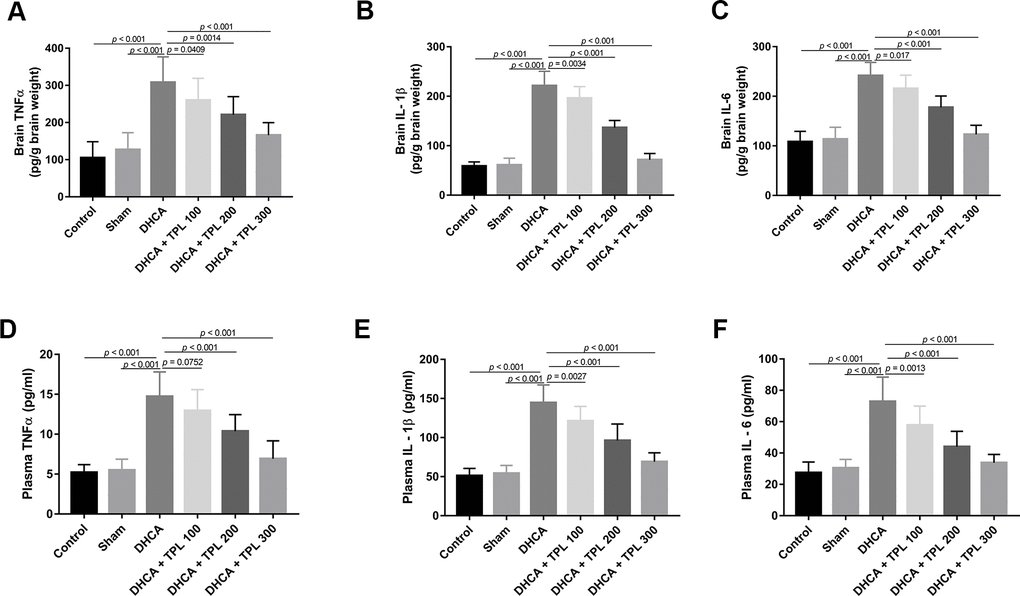 TPL inhibited DHCA induced inflammatory response in rats. On day 7 post operation, rats were euthanized and collected plasma and brain tissues to detect the inflammatory cytokines levels. The levels of brain TNFα (A), IL-1β (B), IL-6 (C) were decreased with TPL treatment after DHCA. In line with the results of brain, TPL treatment reduced the elevation of TNF-α (D), IL-1β (E) and IL-6 (F) levels in plasma after DHCA. Values were presented as x¯±s (n = 10). A difference with P 