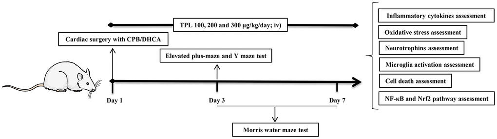 Schematic diagram of treatment schedule and protocol design. Rats received 100 μg/kg, 200 μg/kg and 300 μg/kg TPL (iv) 20 min before CPB/DHCA and then daily (iv) up to day 7 post operation. On day 3 post operation, rats underwent elevated plus-maze test and Y maze test. From day 3 through day 7 post operation, rats underwent Morris water maze test. After Morris water maze test on day 7 post operation, rats were euthanized and collected plasma and brain tissues to prepare further assessments.