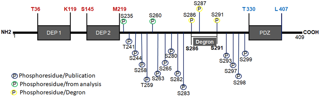 Function of Deptor and its roles in hematological malignancies | Aging