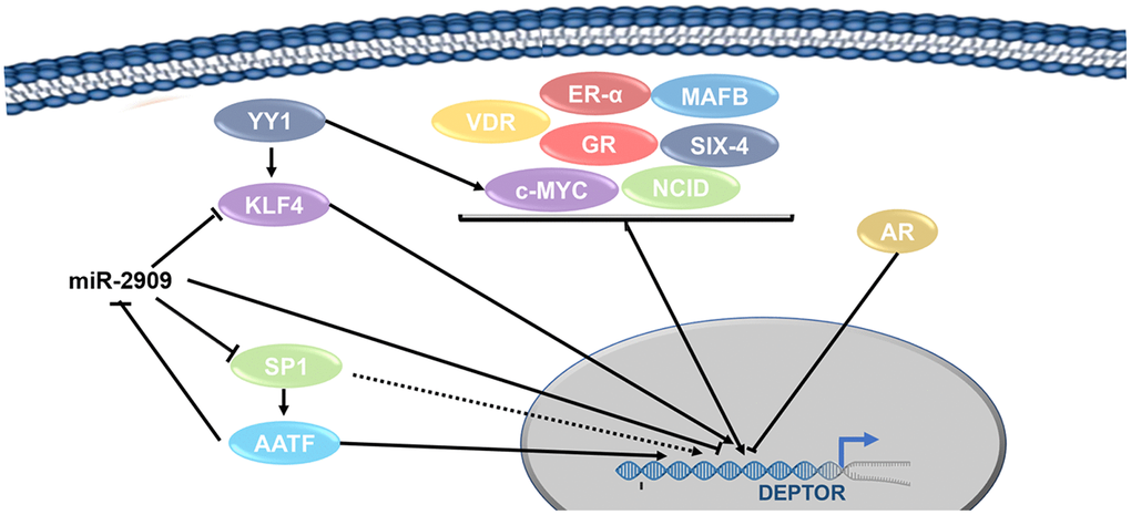 Transcription factors network involved in the regulation of Deptor. Transcription regulation of Deptor expression by Transcription factors are represented. Transcription factors involved in the regulation of Deptor revised here are shown.