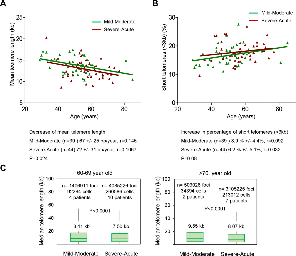 Patients with a higher COVID-19 severity score show faster telomere shortening rates. (A, B) Telomere shortening (A) and increase in percent of short telomeres (B) with age in patients diagnosed with mild-moderate and severe-acute COVID-19. Linear regression analysis was used to assess the number of bp loss and of the percent of short telomeres per year (C) Whisker plot representation of telomere length. The between 60-69 and older than 70-year-old were pooled together within the same age group. The patients diagnosed with mild or moderate and those diagnosed with severe or acute were grouped. The telomere length corresponding to individual telomere foci were plotted according to Covid-19 severity groups. The ends of the box are the upper and lower quartiles so that the box spans the interquartile range. The middle line represents the median and bars to standard deviation. The statistical significance was calculated by one way Anova with post tukey test. n= number of foci.