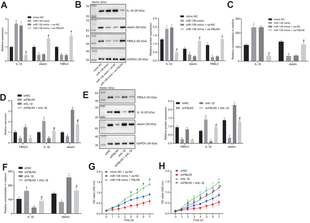 miR-138 attenuates the proliferation of BMSCs by suppressing elastin and FBNL5 expression and potentiating IL-1β expression. (A) the mRNA expression of FBNL5, elastin, and IL-1β in BMSCs treated with miR-138 mimic alone or in the presence of oe-FBNL5 measured by RT-qPCR; (B) the protein expression of FBNL5, elastin, and IL-1β in BMSCs treated with miR-138 mimic alone or in the presence of oe-FBNL5 measured by western blot analysis; (C) the release of elastin and IL-1β in BMSCs treated with miR-138 mimic alone or in the presence of oe-FBNL5 measured by ELISA; (D) the mRNA expression of FBNL5, elastin and IL-1β in BMSCs treated with sh-FBNL5 and/or sh-IL-1β measured by RT-qPCR; (E) the protein expression of FBNL5, elastin, and IL-1β in BMSCs treated with sh-FBNL5 and/or sh-IL-1β measured by western blot analysis; (F) the release of elastin and IL-1β in BMSCs treated with sh-FBNL5 and/or sh-IL-1β measured by ELISA; (G) the OD value of BMSCs treated with miR-138 mimic alone or in the presence of oe-FBNL5 at the 0-7 d assessed by CCK-8; (H) the OD value of BMSCs treated with sh-FBNL5 and/or sh-IL-1β at the 0-7 d assessed by CCK-8. *p vs. BMSCs treated with mimic NC, sh-NC or mimic-NC + oe-NC; #p vs. BMSCs treated with miR-138 mimic + oe-NC or sh-FBLN5; statistical data were measurement data, and described as mean ± standard deviation. The unpaired t-test was conducted for comparison between two groups. The one-way ANOVA was adopted for comparison among multiple groups, followed by Tukey’s post hoc test. The repeated measures ANOVA was applied for the comparison of data at different time points, followed by Bonferroni’s correction. The experiment was repeated 3 times independently.