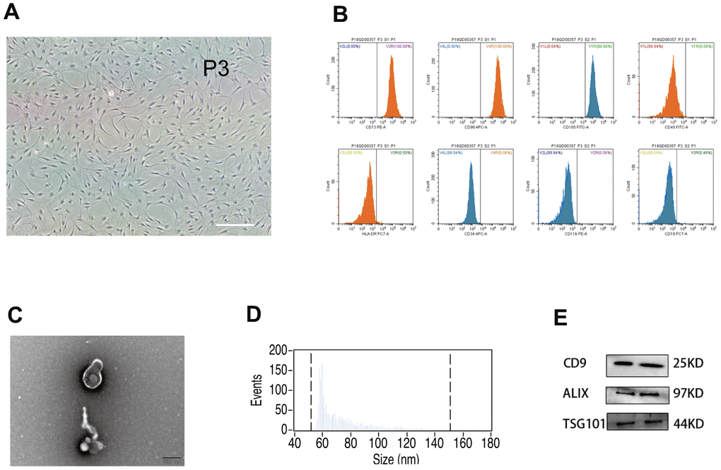 Analysis of human umbilical mesenchymal stem cells (hUMSCs) and hUMSC-derived exosomes (hUMSC-Exos). (A) Representative micrographs of cultured hUMSCs at passage 3 (P3). Scale bar: 200 μm. (B) Flow cytometry analysis of hUMSC CD73, CD105, CD90, CD11b, CD19, CD34, CD45, and HLA-DR expression. (C) Representative electron micrographs of hUMSC-Exos. Scale bar: 200 nm. (D) Exosome particle size and concentration. (E) Western blot analysis of Exos-specific markers CD9, ALIX, and TSG101. Each blot represents three independent experiments of two samples each.