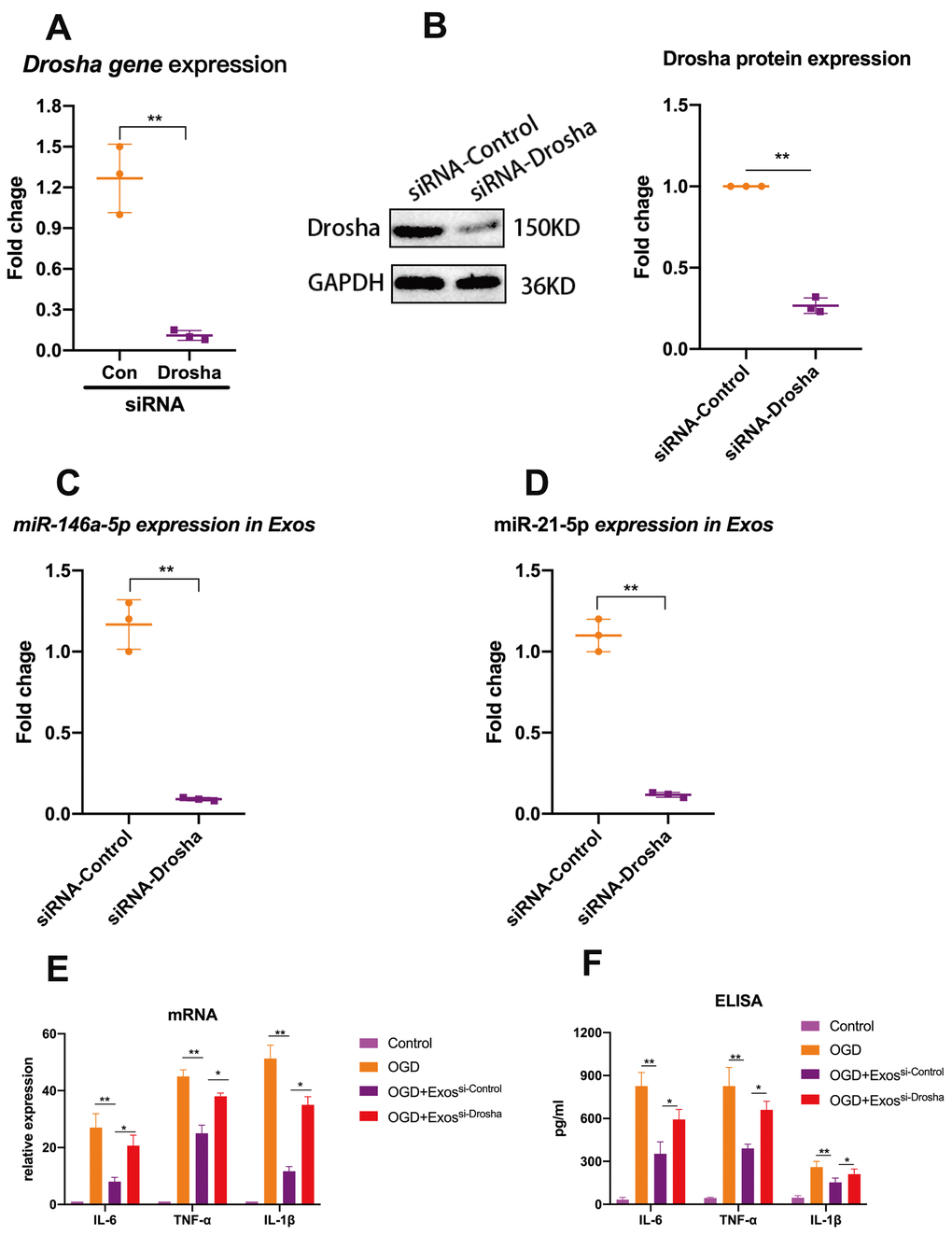 Exosomal miRNAs are implicated in hUMSC-Exos-mediated attenuation of microglial pro-inflammatory activity. (A, B) After 24 hours’ siRNA-Drosha transfection, hUMSC Drosha knockdown efficiency was evaluated by qPCR quantitation of Drosha mRNA and western blot-based quantitation of Drosha protein. Western blots are representative of three independent experimental replicates. (C, D) Exosomal miR-146a-5p and miR-21-5p content was significantly decreased after Drosha knockdown. (E) Protein levels of the pro-inflammatory cytokines IL-6, TNF-α, and IL-1β in hUMSC-Exos were decreased after Drosha knockdown. (F) Detection of IL-6, TNF-α, and IL-1β mRNA levels via qRT-PCR. Data are expressed as mean ± SEM. (A-F) Each experiment is representative of n = 3 per group. Significant differences are indicated (*p 