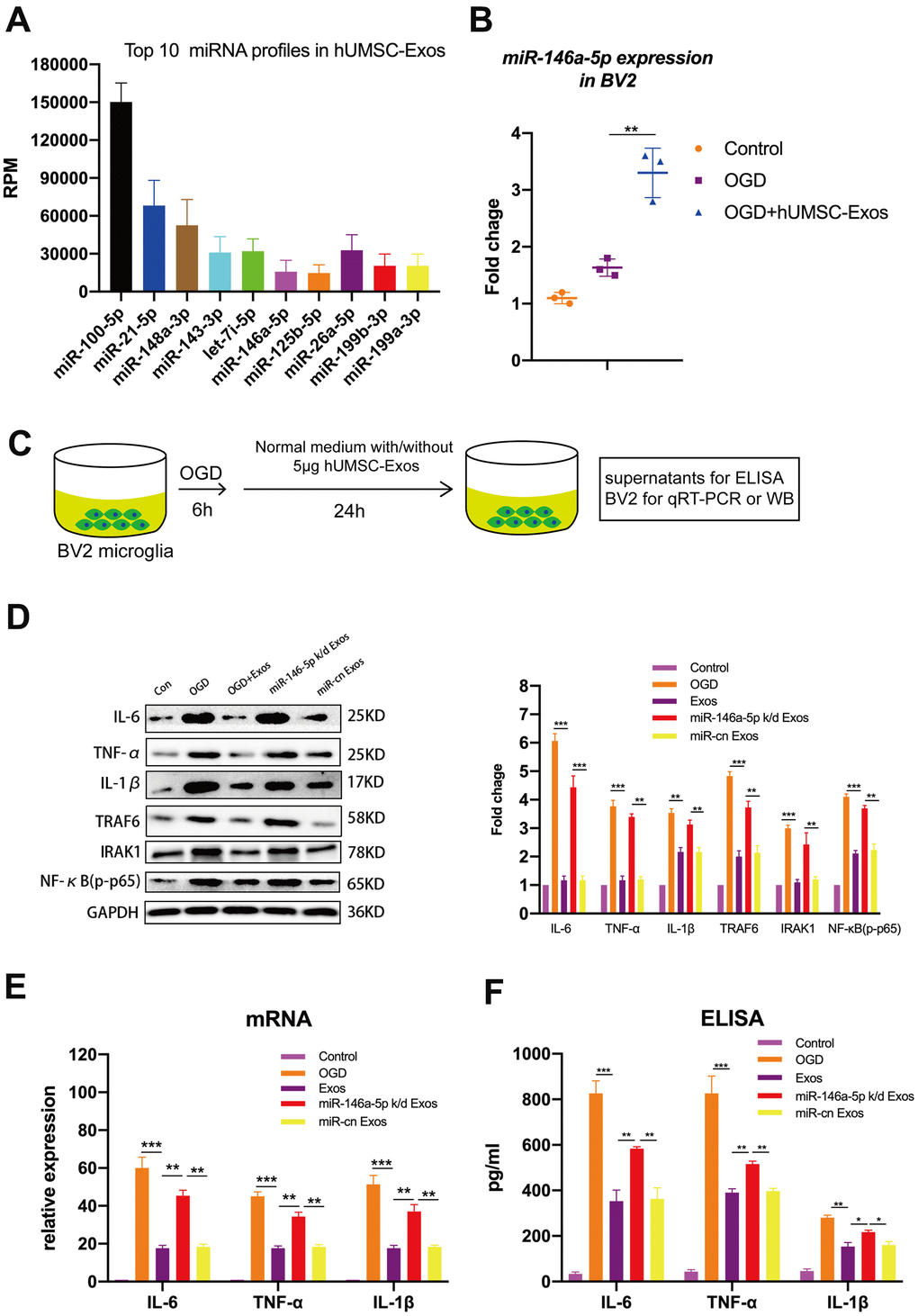 Exosomal miR-146a-5p decreases microglial pro-inflammatory activity by suppressing the IRAK1/TRAF6 signaling pathway in vitro. (A) Expression levels of the top ten hUMSC-Exosomal miRNAs, including MiR-146a-5p. (B) After post-OGD exposure to hUMSC-Exos, BV2 microglia exhibited significantly increased miR-146a-5p content. Data were normalized to levels of U6. (C) In vitro experimental scheme. (D) Expression of pro-inflammatory cytokines IL-6, TNF-α, and IL-1β, as well as signaling pathway IRAK1, TRAF6, and NFκB (p65) in microglia treated with wild-type versus miR-146a-5p knockdown hUMSC-Exos. (E) Determination of IL-6, TNF-α, and IL-1β mRNA levels via qRT-PCR. (F) Determination of supernatant IL-6, TNF-α, and IL-1β protein levels via ELISA. Data are expressed as mean ± SEM. (A–F) Each experiment is representative of n = 3 per group. Significant differences are indicated (*p 