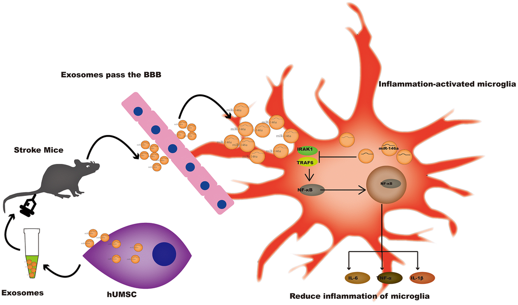 A potential mechanism contributing to the hUMSC-Exos-induced decrease in microglia-mediated neuroinflammation after ischemic stroke. After injection of hUMSC-Exos into the tail vein of the murine ischemic stroke model, they traversed the blood-brain barrier and were internalized by microglia at the site of cerebral injury. Exosomal miR-146a-5p may decrease microglia-mediated neuroinflammation by suppressing the IRAK1/TRAF6 signaling pathway.