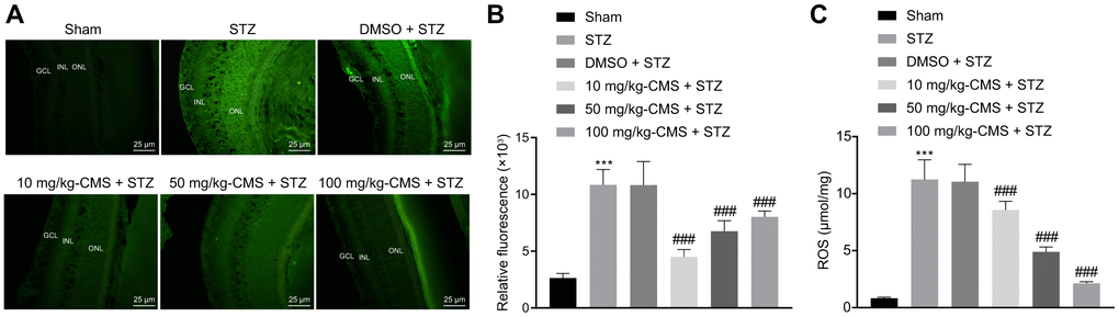 CMS decreased the level of ROS in the retinal tissues of DR rats. (A) Representative images of ROS shown by CM-H2DCFDA staining (green) in the retinal tissues of sham-operated and STZ-treated rats administrated with DMSO, 10 mg/kg CMS, 50 mg/kg CMS, and 100 mg/kg CMS (× 400) (scale bar = 25 μm). (B) Relative fluorescence in retinal tissues. (C) Quantitative analysis of ROS content in the retinal tissues. *p **p ***p #p ##p ###p 
