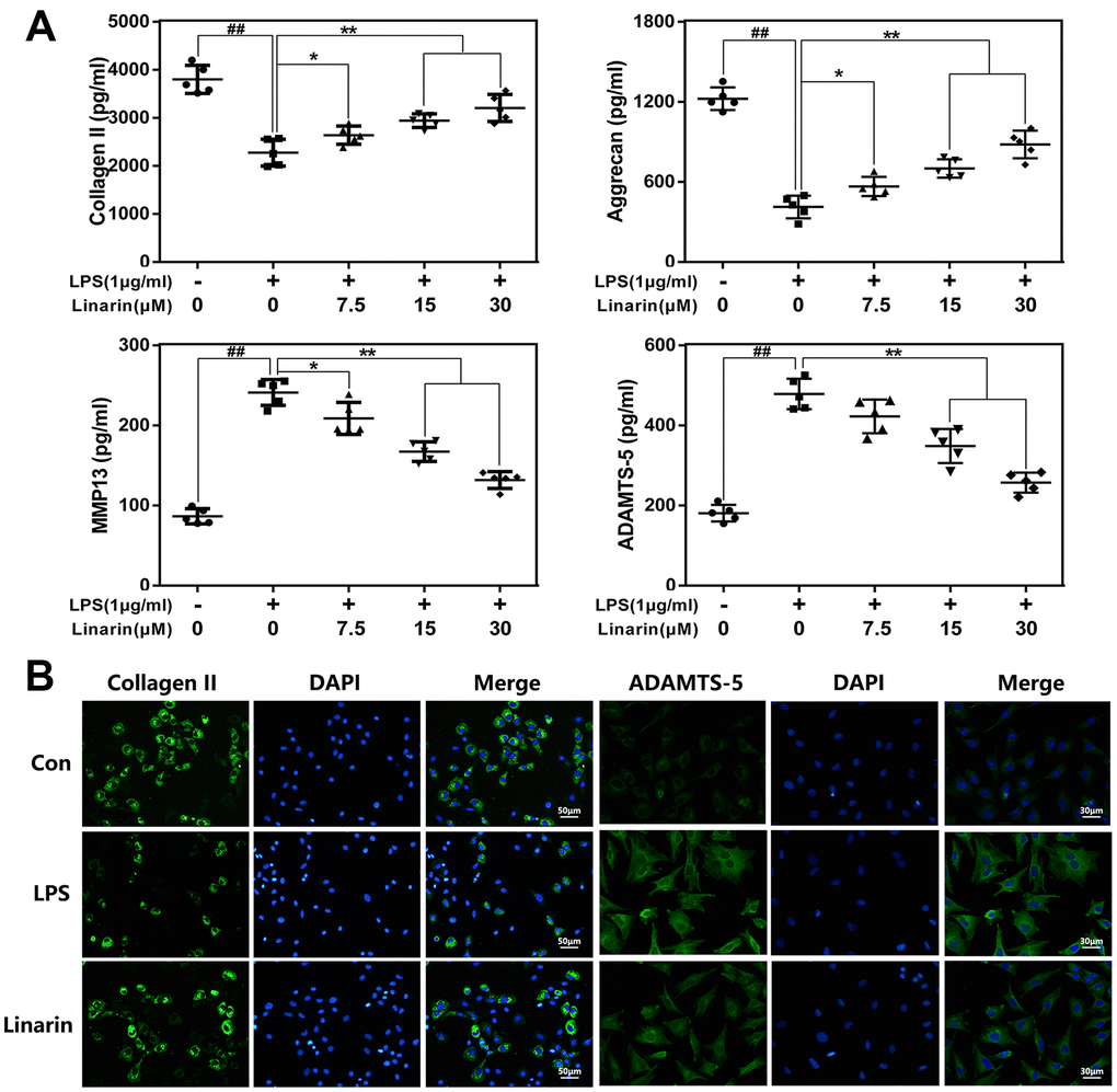 Influence of Linarin in LPS-medicated ECM degeneration in human chondrocytes. (A) The level of Collagen II, aggrecan, MMP13 and ADAMTS-5 in chondrocytes treated as above were visualized by ELISA. (B) The representative collagen II and MMP13 was detected by the immunofluorescence combined with DAPI staining for nuclei (scale bar: 50μm or 30μm). The data in the figures represent the averages ± S.D. Significant differences among different groups are indicated as ##P P P 