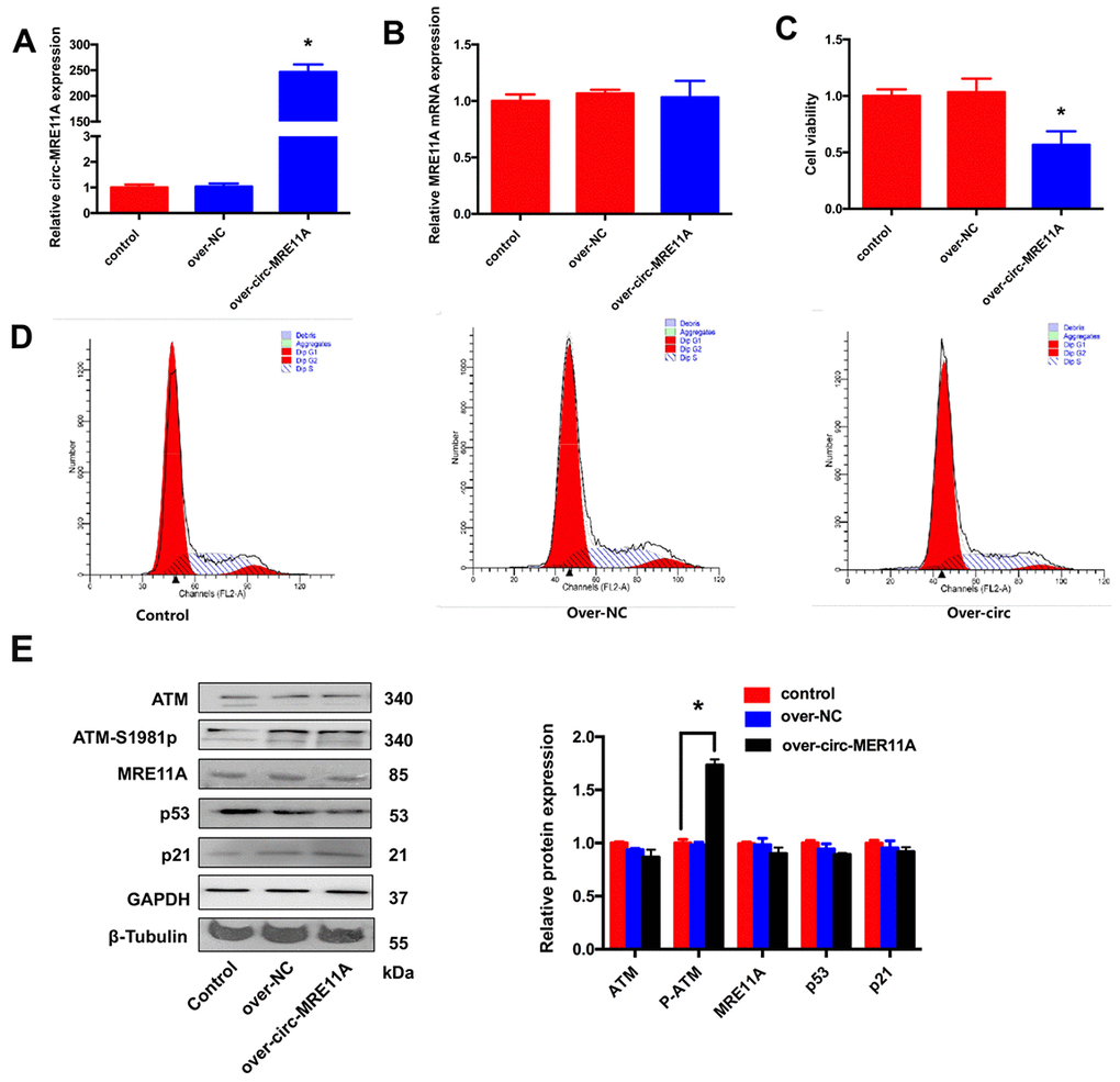 Over-expression of circMRE11A inhibited cell viability and cell cycle of SRA01/04 cell lines in vitro. (A). The qRT-PCR results showed that cells transfected with the construct expressed higher level of circMRE11A than that in the vector controls. *p B). Transfection with circMRE11A did not affect levels of MRE11A mRNA. (C). CCK-8 showed that the cell viability was decreased in the over-circMRE11A group compared with controls. *p D). Flow cytometry demonstrated that over-circMRE11A induced G1/S arrest in the cell lines. (E). The expression of ATM-S1981p was higher in the over-circMRE11A group compared with controls. Meanwhile, over-circMRE11A did not affect the levels of proteins MRE11A, ATM, p53 and p21. Tubulin and GAPDH levels were measured as internal controls. *p 