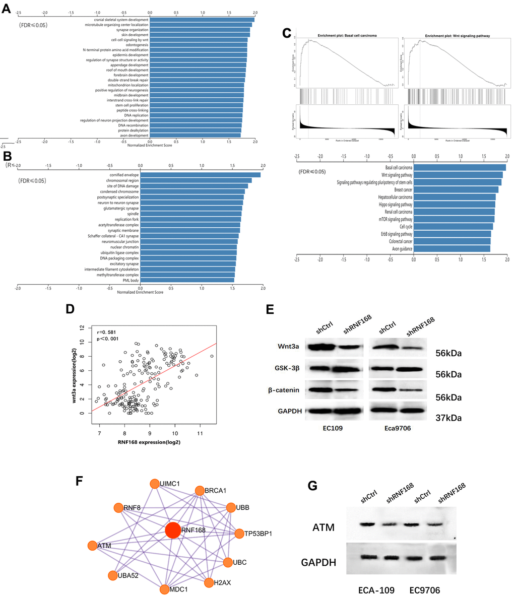 (A) and (B) Enrichment analysis of differentially expressed genes in 184 cases of esophageal cancer from the TCGA database; (C) Pathway enrichment analysis; (D) correlation between WNT3A and RNF168 mRNA levels; (E) Wnt/β-catenin signaling pathway protein component levels in ECA-109 and EC9706 cells after transduction; (F) PPI network for RNF168. (G) RNF168 and ATM expression by Western blot.