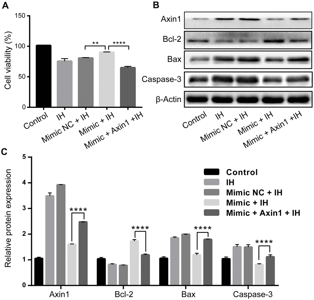 Upregulation of miR-3574 inhibits IH-induced H9c2 cardiomyocyte injury via Axin1. miR-3574 mimic, pcDNA3.1-Axin1 plasmid, and scrambled control were transfected into H9c2 cells. Cells without transfection were served as control. (A) Cell viability. (B, C) Western blot assays of Caspase-3, Bax, Bcl-2, and Axin1 protein. NC: negative control. IH: intermittent hypoxia. Data are represented as the mean ± SD from three independent experiments. * p 