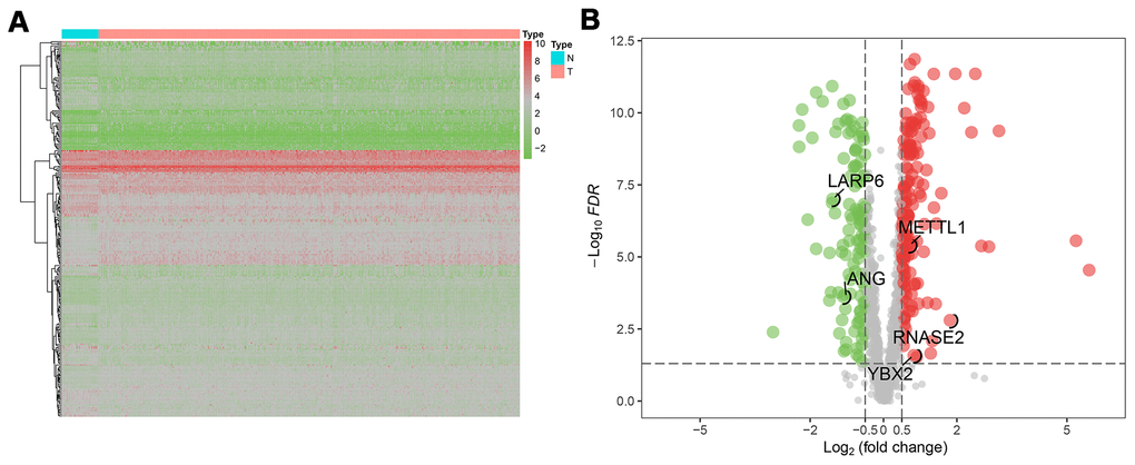 The differentially expressed RBPs (DERBPs) in gastric cancer using The Cancer Genome Atlas (TCGA) RNA sequencing data. (A) Heatmap of DERBPs; (B) Volcano plot. Up- and down-regulated genes are represented in red and green, respectively; FDR, false discovery rate.