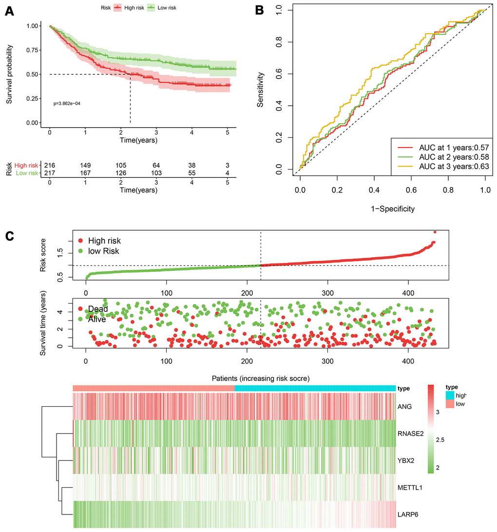 The performance of the 5-RBP risk model in the GEO dataset. (A) Survival curve for low- and high-risk groups; (B) Time-ROC curves of overall survival for validation; (C) Risk score distribution (upper), survival status (middle) and expression heatmap (bottom).