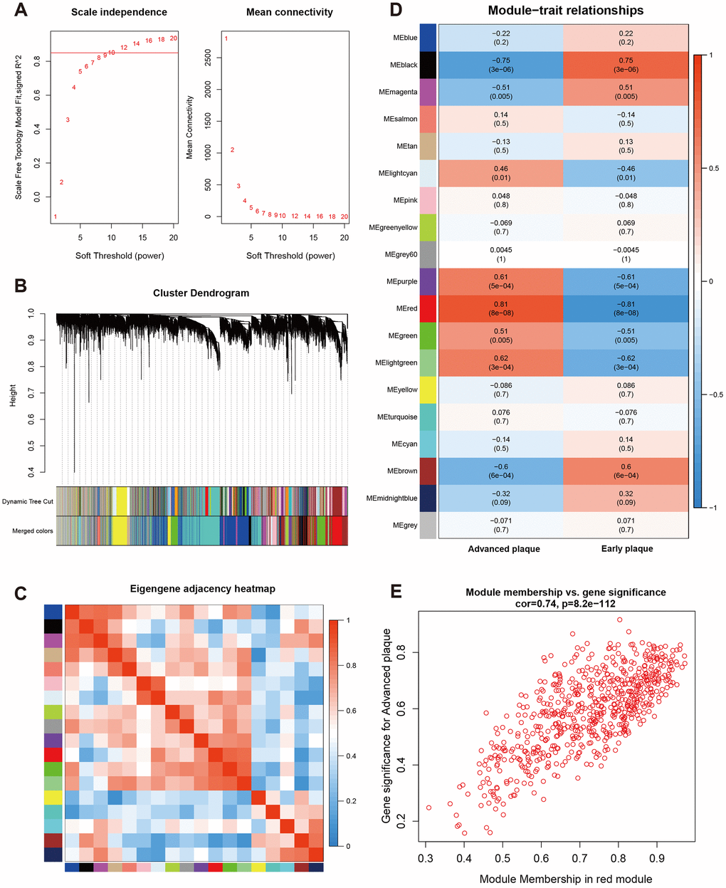 Construction of weighted co-expression network and module analysis. (A) Soft threshold selection process; (B) Cluster dendrogram. Each color represents one specific co-expression module. In the colored rows below the dendrogram, the two colored rows represent the original modules and merged modules; (C) Eigengene adjacency heatmap of different modules; (D) Heatmap of the correlation between status (advanced and early plaque) and module eigengenes. Each row corresponds to a module eigengene, and each column corresponds to a trait. Each cell contains the corresponding correlation (first line) and P-value (second line). The table is color-coded by correlation according to the color legend. P-value E) Correlation between module membership of Red module and gene significance with advanced plaque (absolute value).