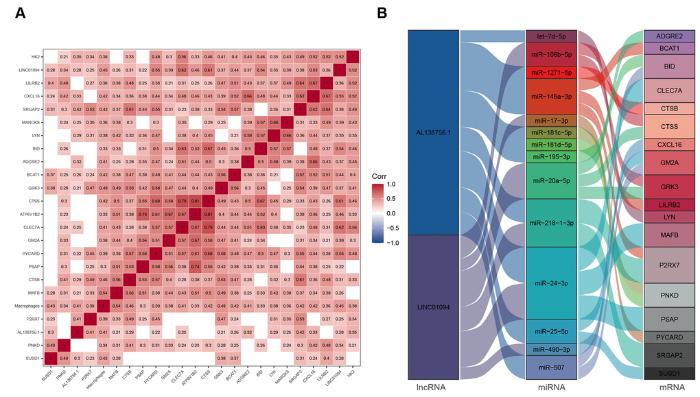 ceRNA network associated with macrophage infiltration score. (A) Pearson's correlation matrix; (B) Macrophage related ceRNA subnetwork. Flow indicates interaction.