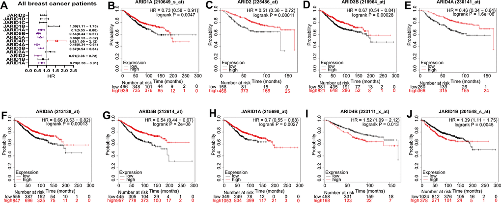 Prognostic values of ARID members in all breast cancer patients. (A) Prognostic HRs of individual ARID members in all breast cancer. (B–J) Survival curves of ARID1A(Affymetrix IDs: 210649