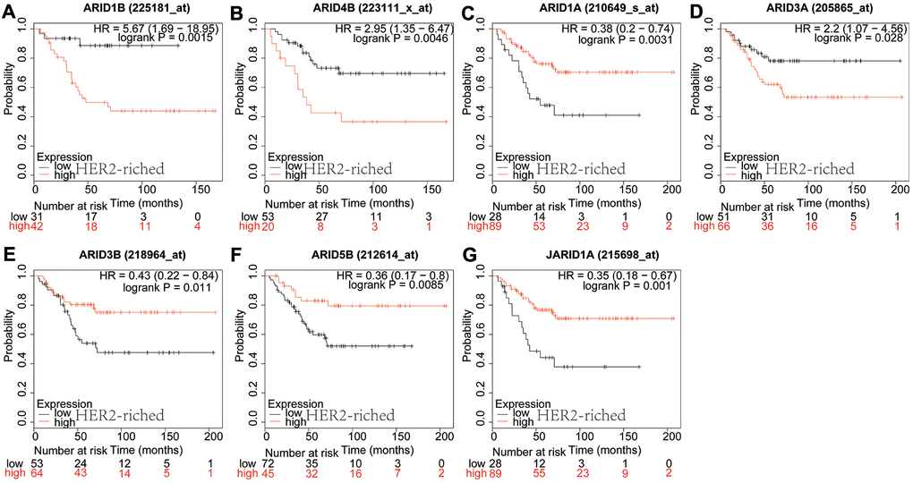Prognostic values of ARID members in HER2-riched type breast cancer patients. (A–G) Survival curves of ARID1B(Affymetrix IDs: 225181